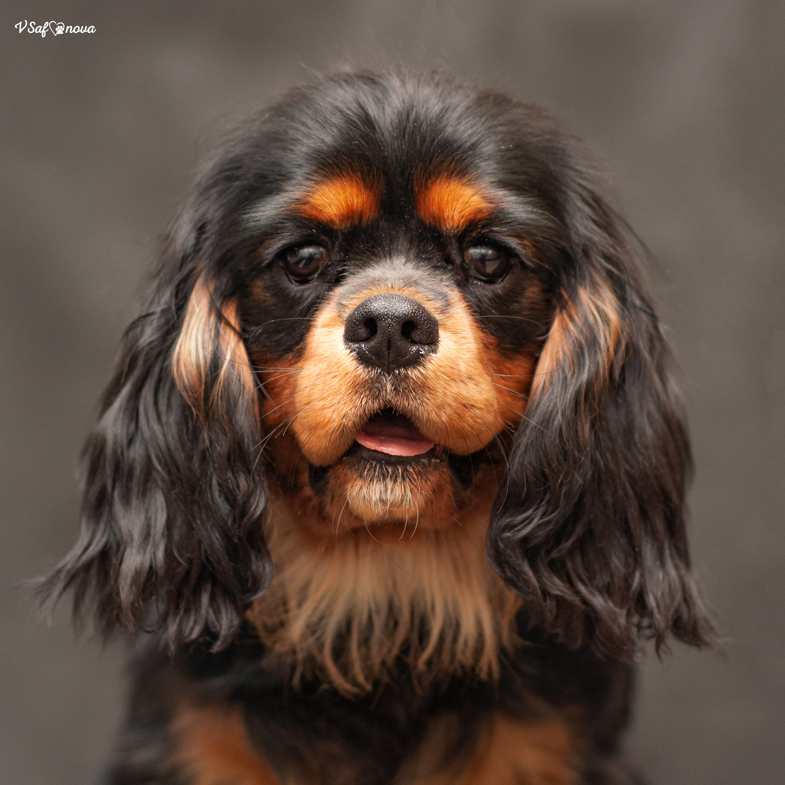 Кавалер кинг чарльз спаниель 09.04.2022. Фотограф анималист Благовещенск. Сафонова Виктория