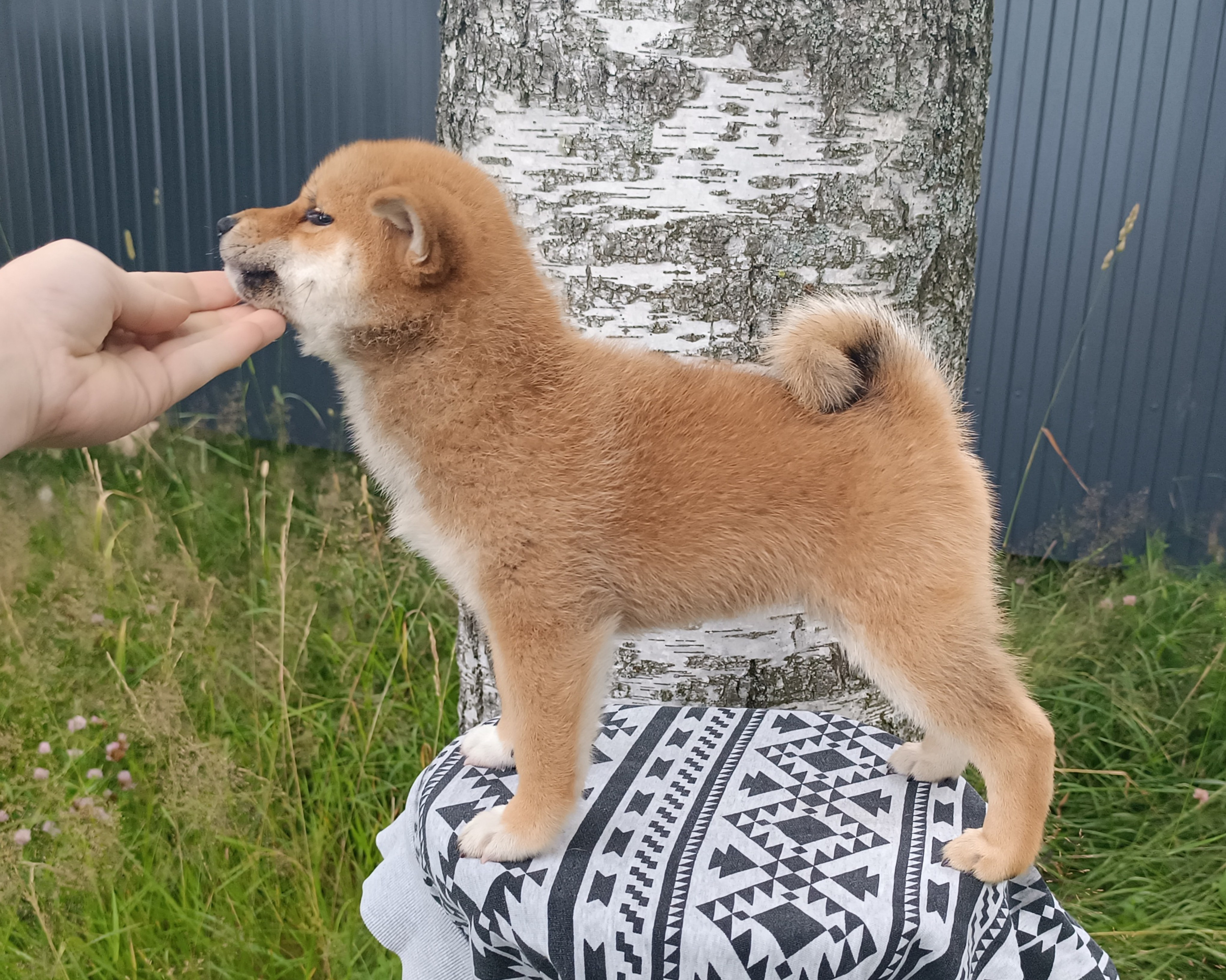 сиба питомник Рубилайт щенки на продажу rubylight  сиба щенки купить СПб Санкт-Петербург