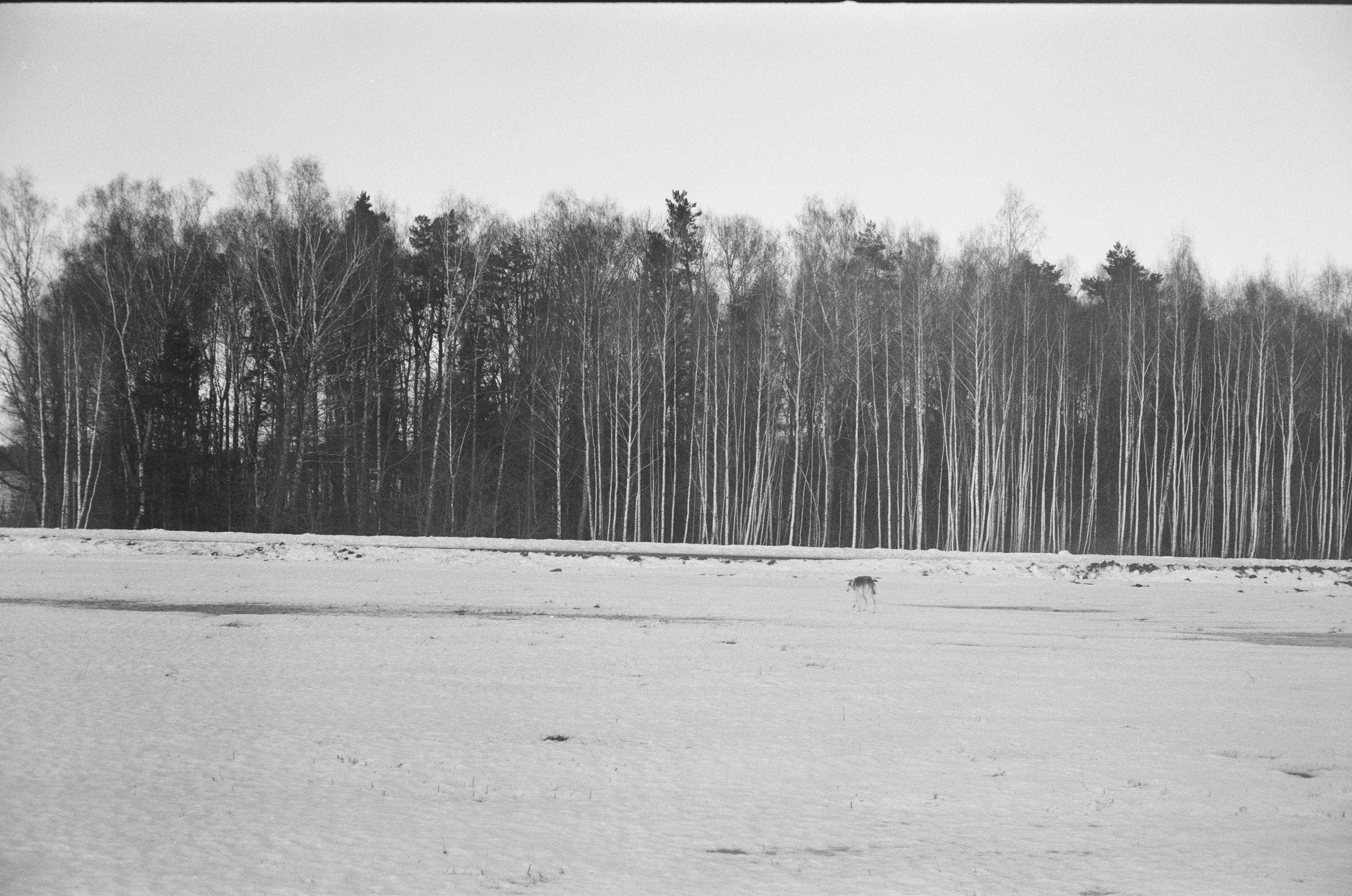 Winter Nikola-Lenivets. @tomrus: Рустам Шагиморданов — фотограф