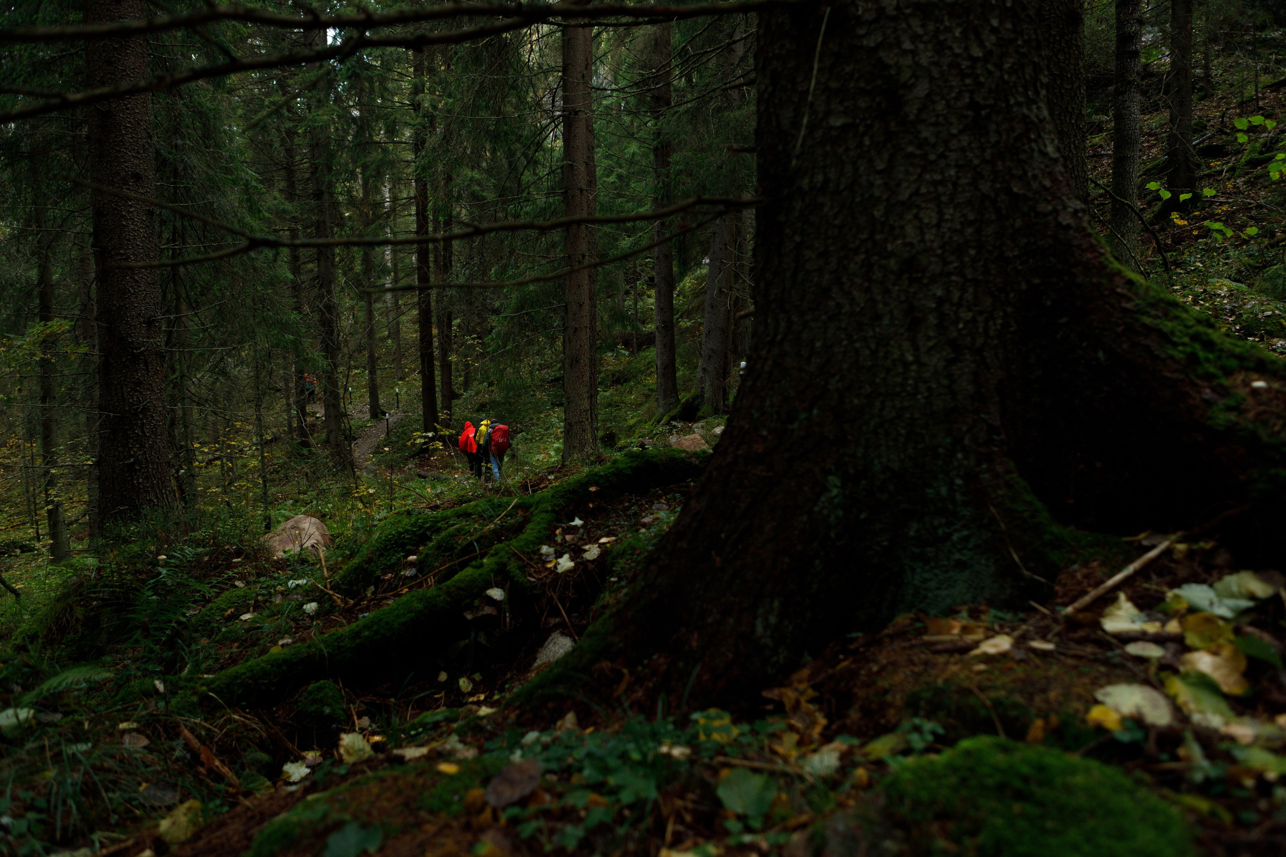 RGO media project “Karelia”. Commercial photographer | Anton Ermakov