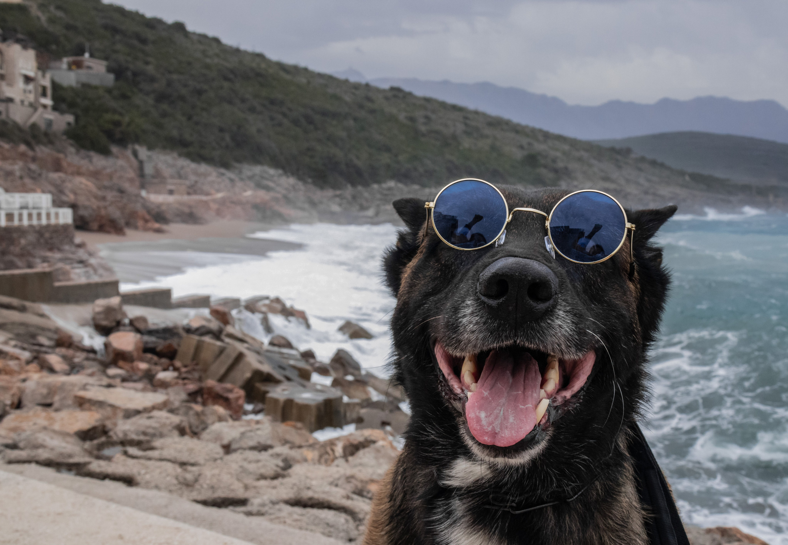 Photoshoot with a dog in Montenegro. Portrait photographer in Tivat Montenegro Katerina Kirsanova