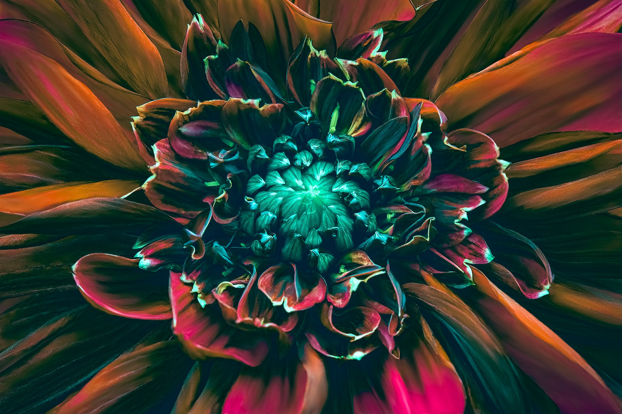 COLOURED FLOWERS. Eirene G |  Photoartist | Flowers from my garden