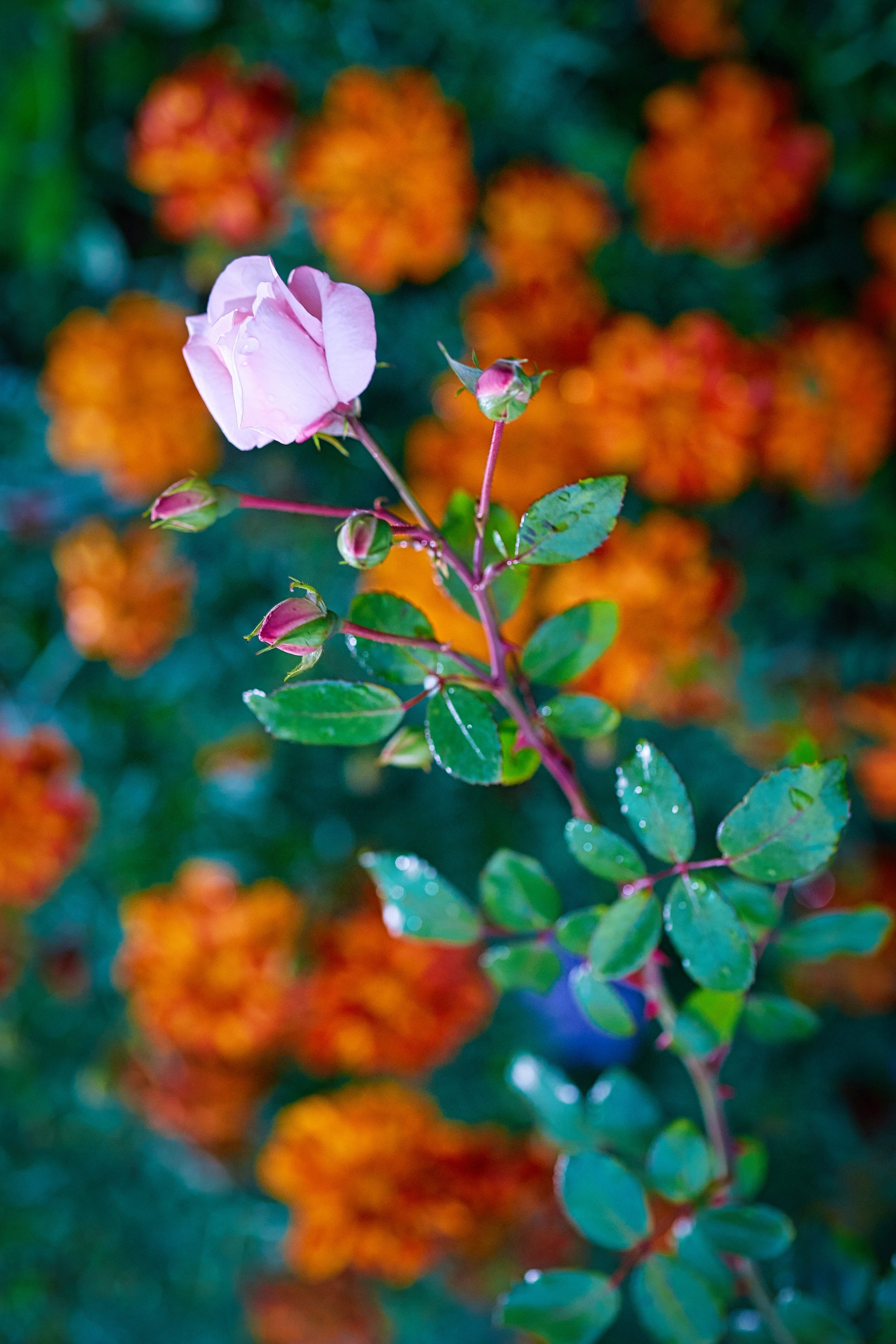 Наша мать — природа. Фотограф Владимир Артамонов