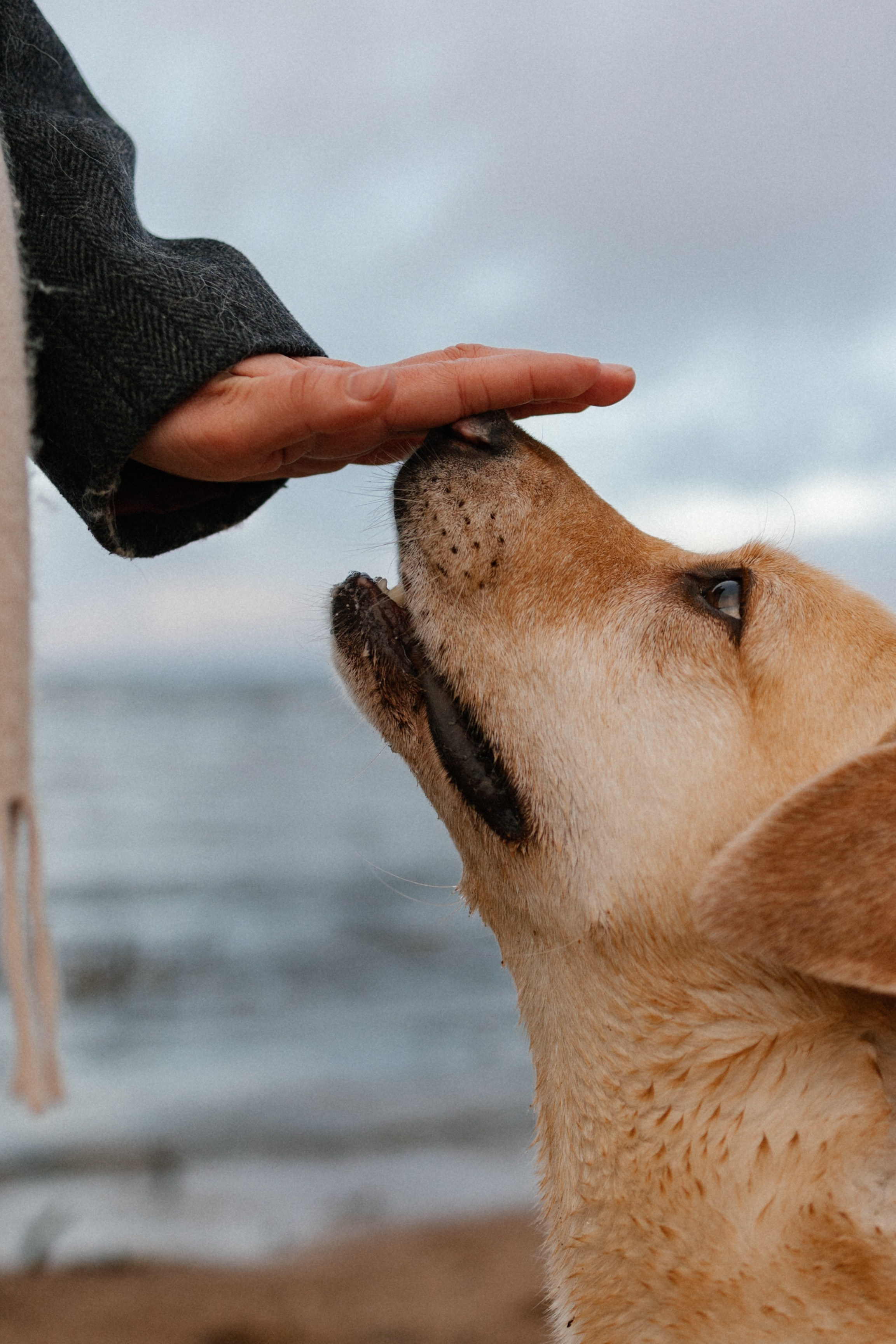 Ирина и Бася. Фотограф — Анималист | Санкт-Петербург