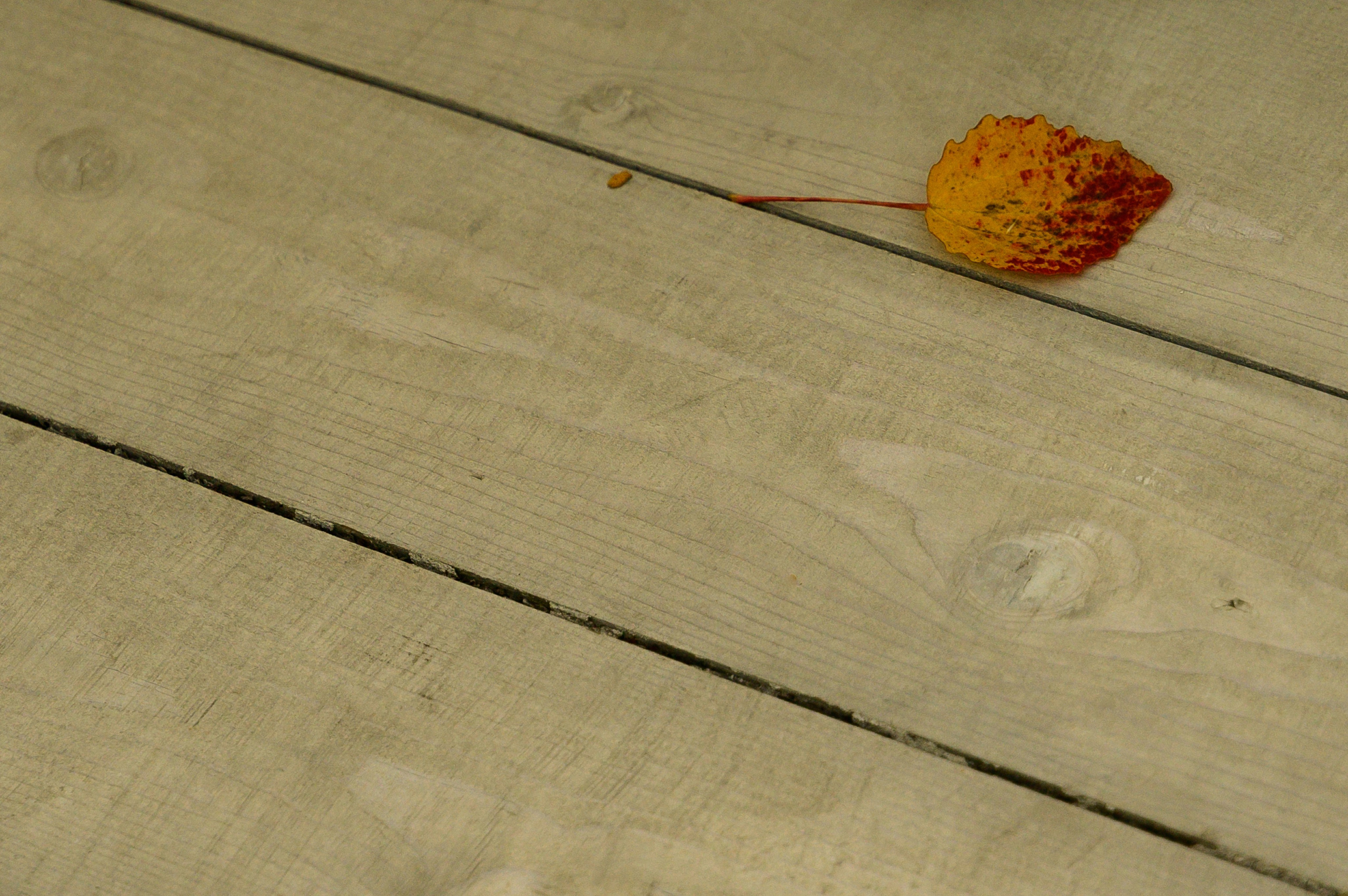 Анонсы съемок. Свадебный и семейный фотограф в Чебоксарах Ирина Левнер