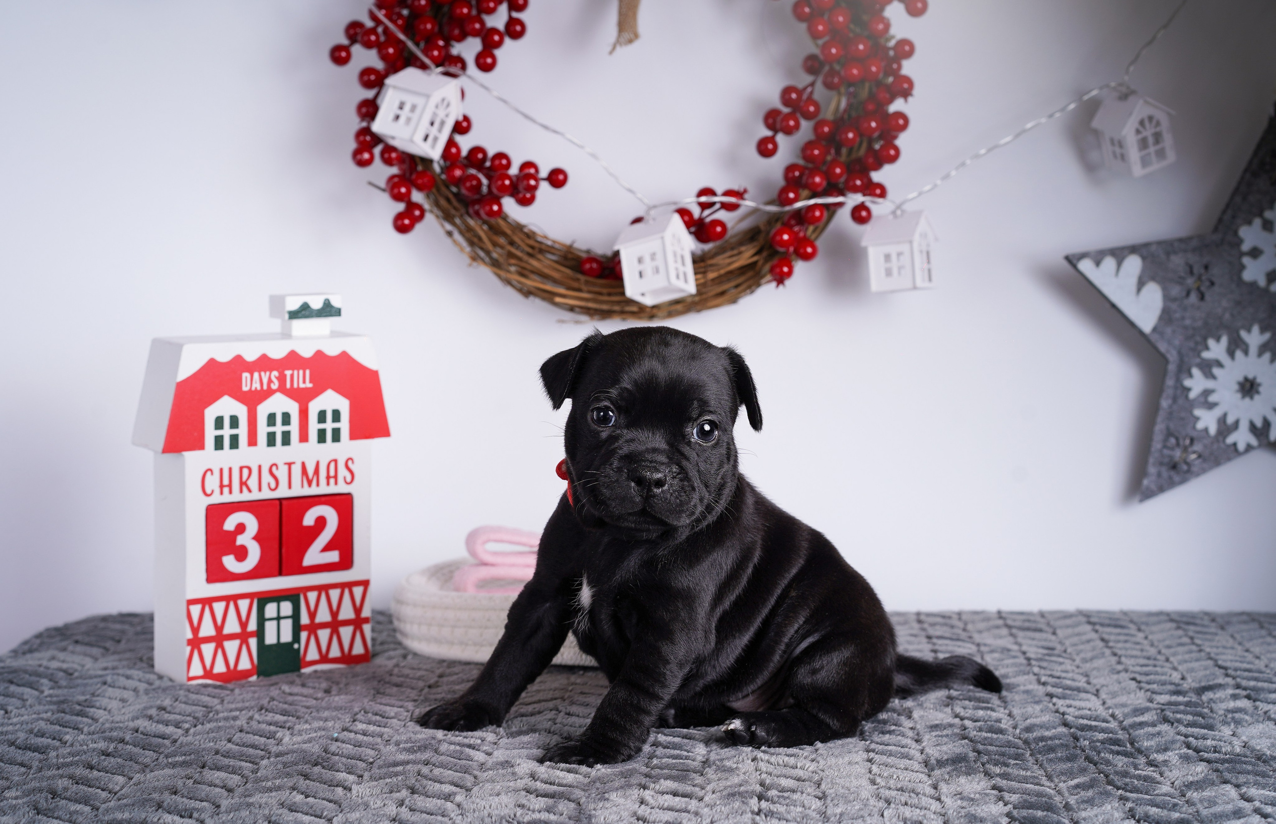 Щенки стаффи. Фотограф-анималист в Санкт-Петербурге Яна Мартынова