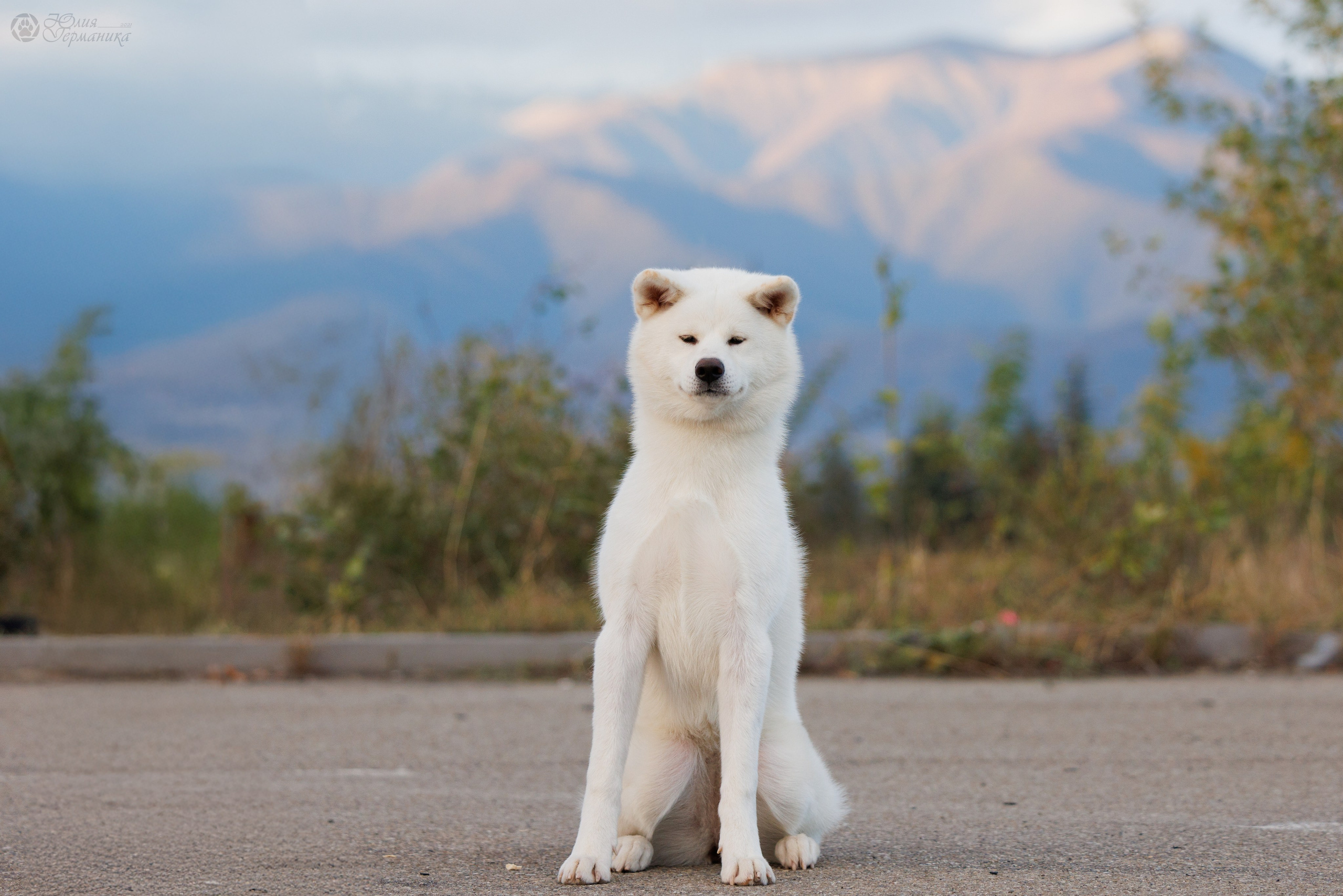 Грузия,Телави 2хCACIB 19-20.10.2024. Фотограф-анималист Юлия Германика