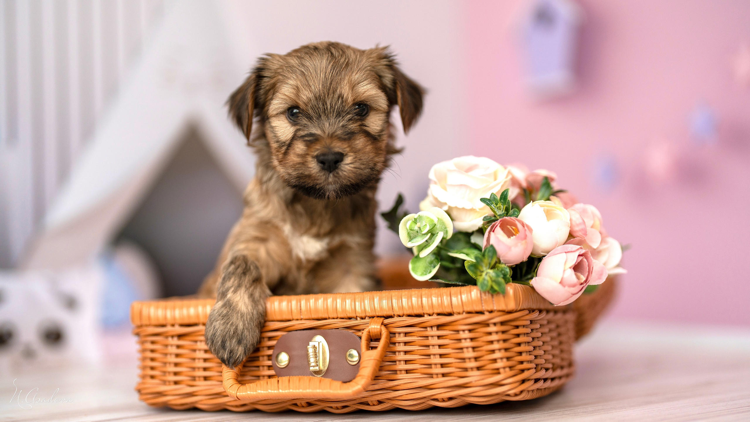 Тибетские терьеры 1мес. Фотограф-анималист Асадова