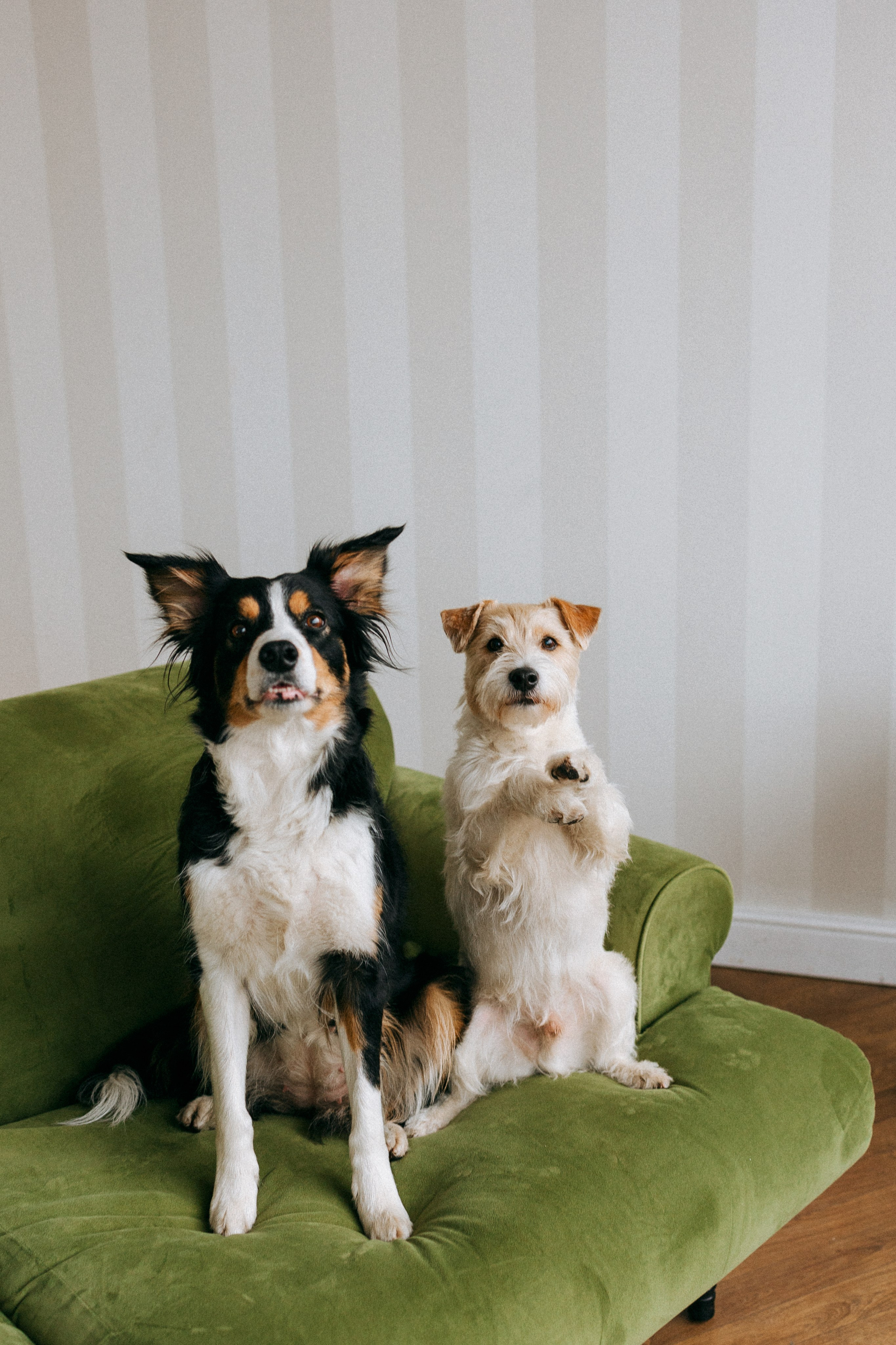 Цунами, Теон и Женя. Фотограф анималист Анастасия Пикей