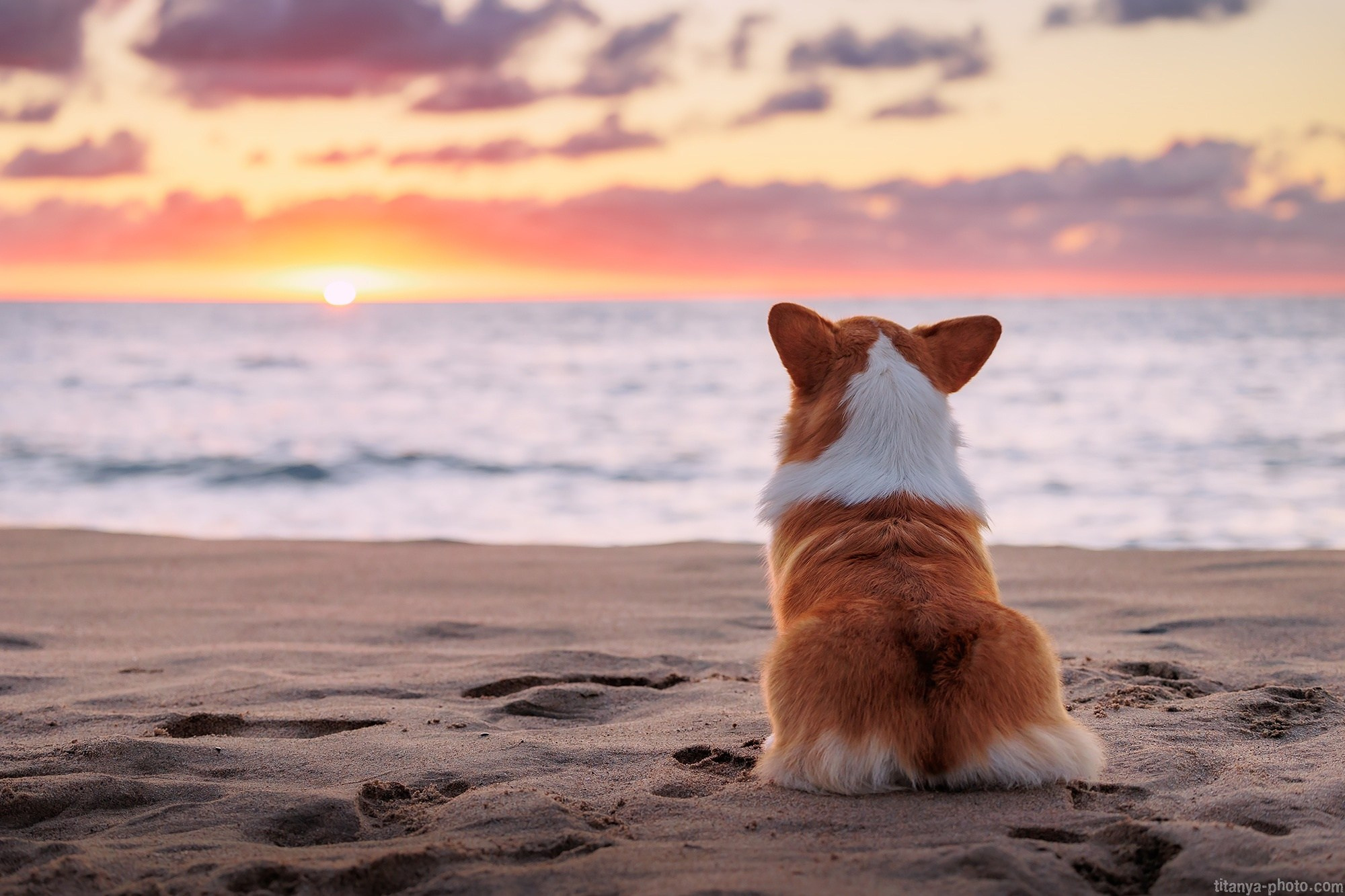 Фотография собак, фотограф-анималист Москва. Фотограф собак, фотограф-анималист Аня Титова (Titanya). Москва