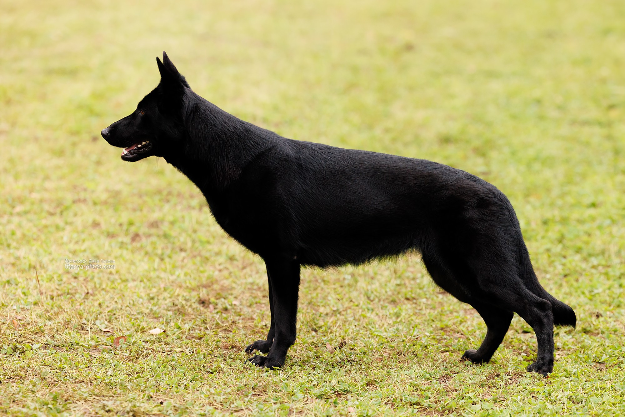 Фото немецких овчарок. Фотограф собак, фотограф-анималист Аня Титова (Titanya). Москва