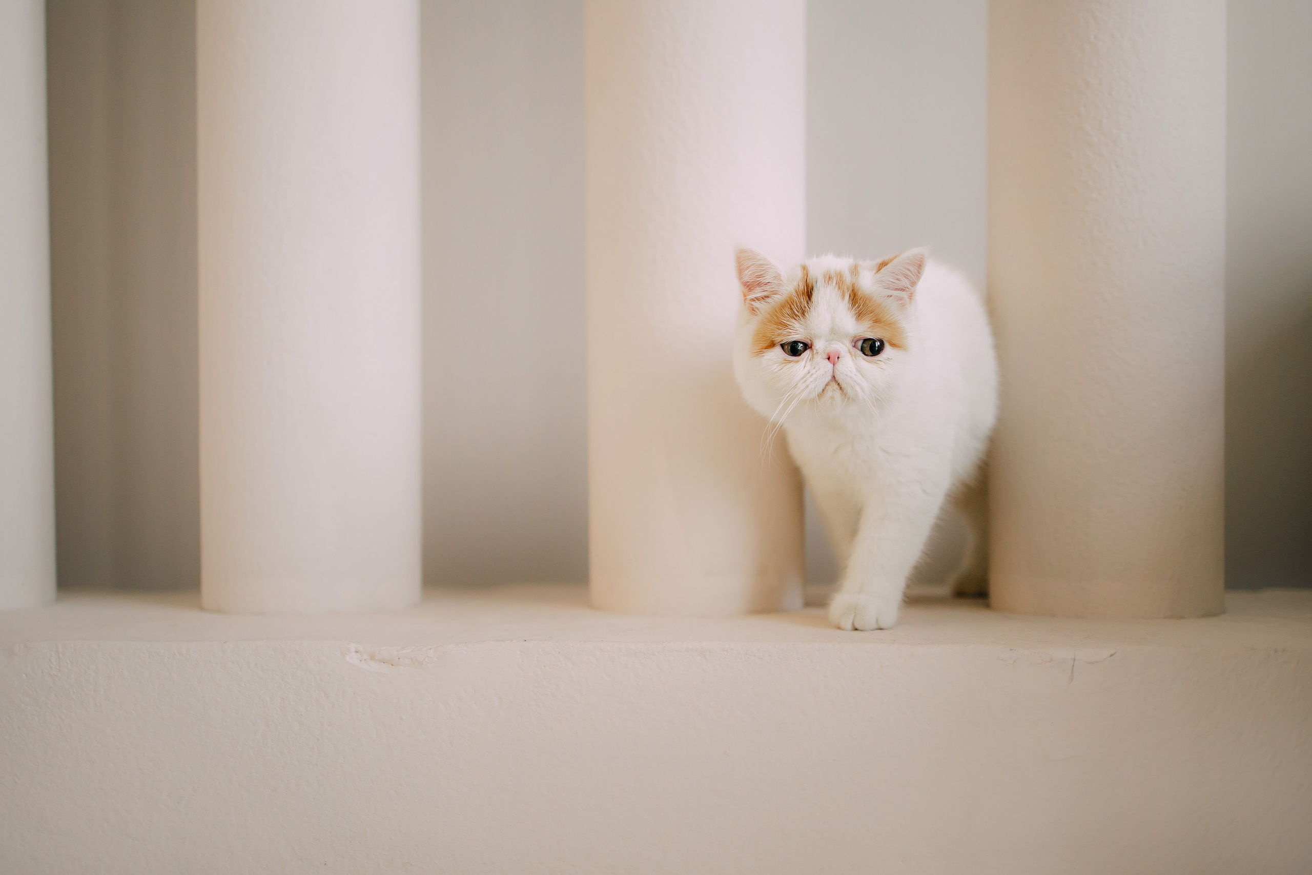 Султан, Мэй Мэй и Шанталь и их семья