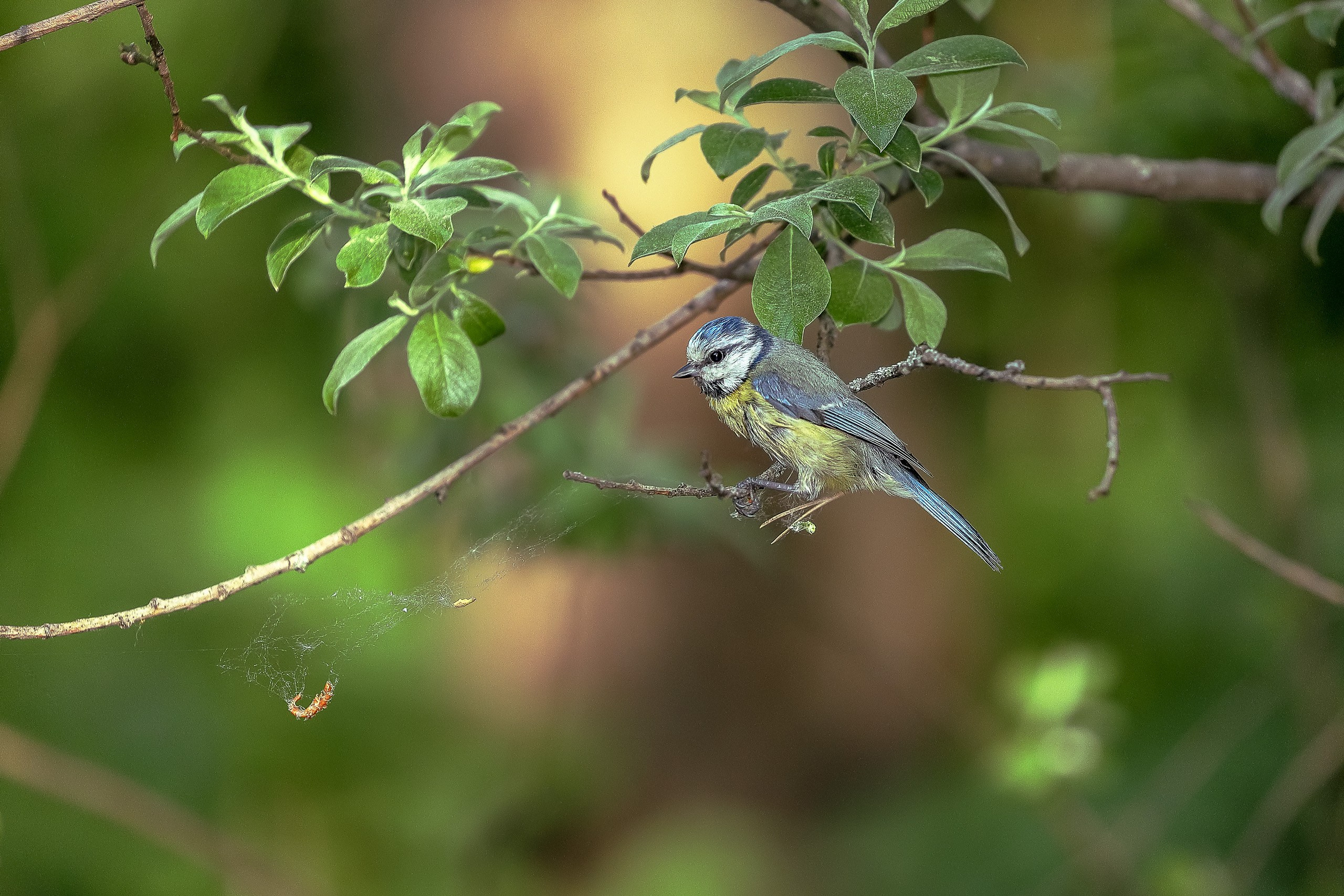 Птица лазоревка синица с ярким голубовато-жёлтым оперением