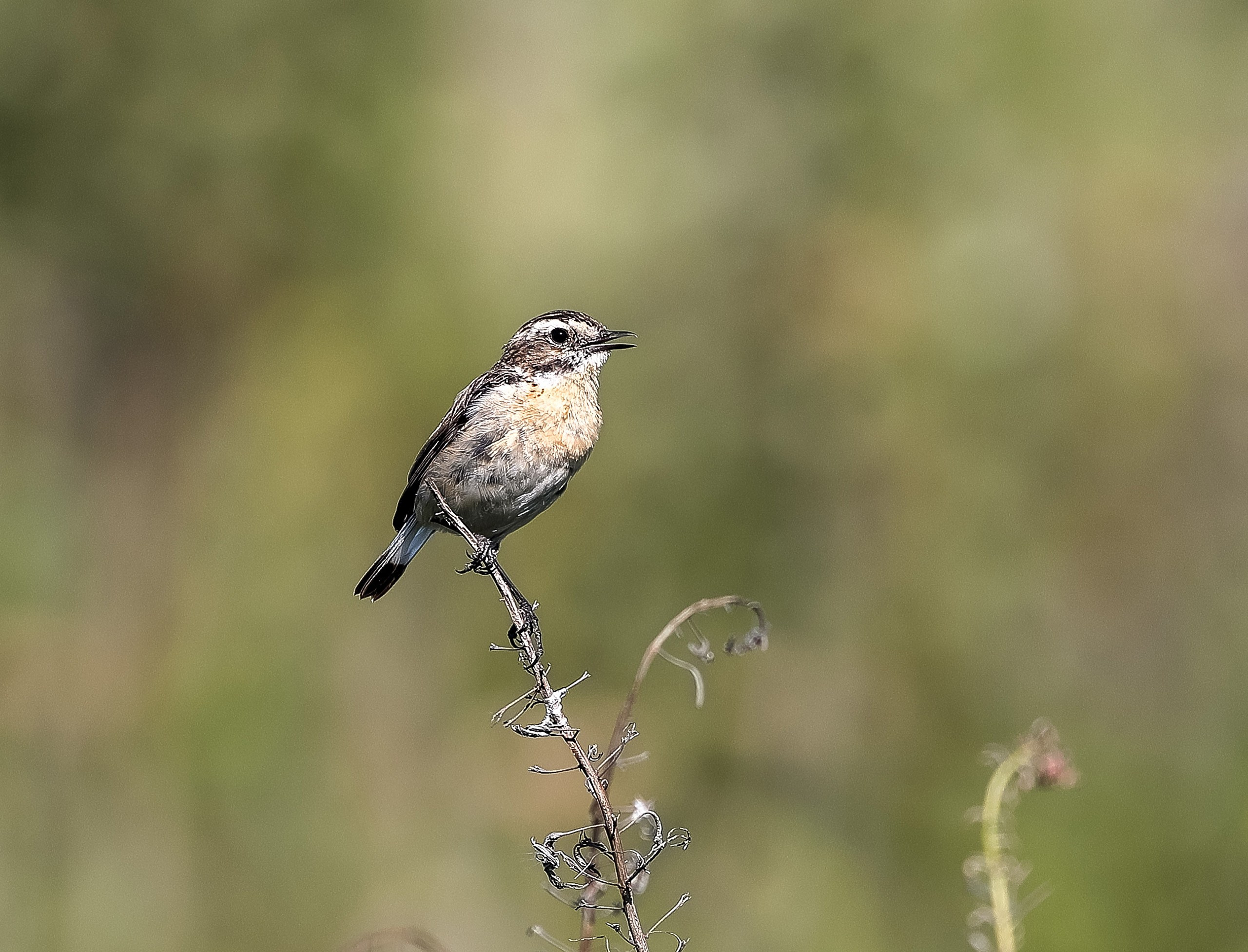 Луговой чекан