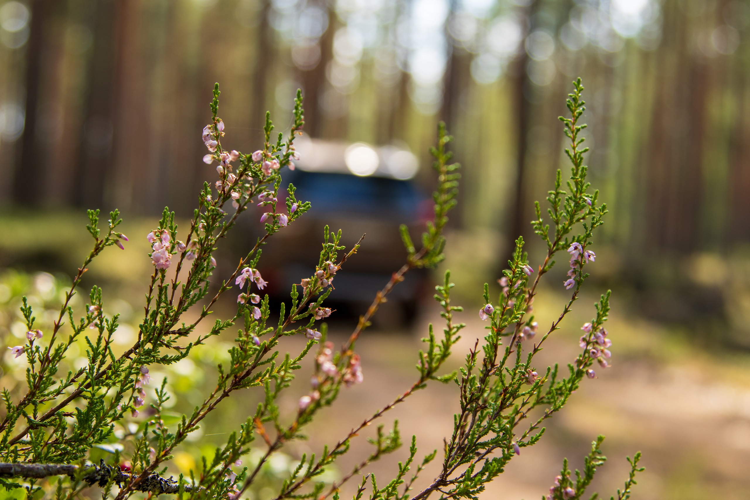 Subaru Forester SK. FM Media Сrew. Репортажные фото и видео