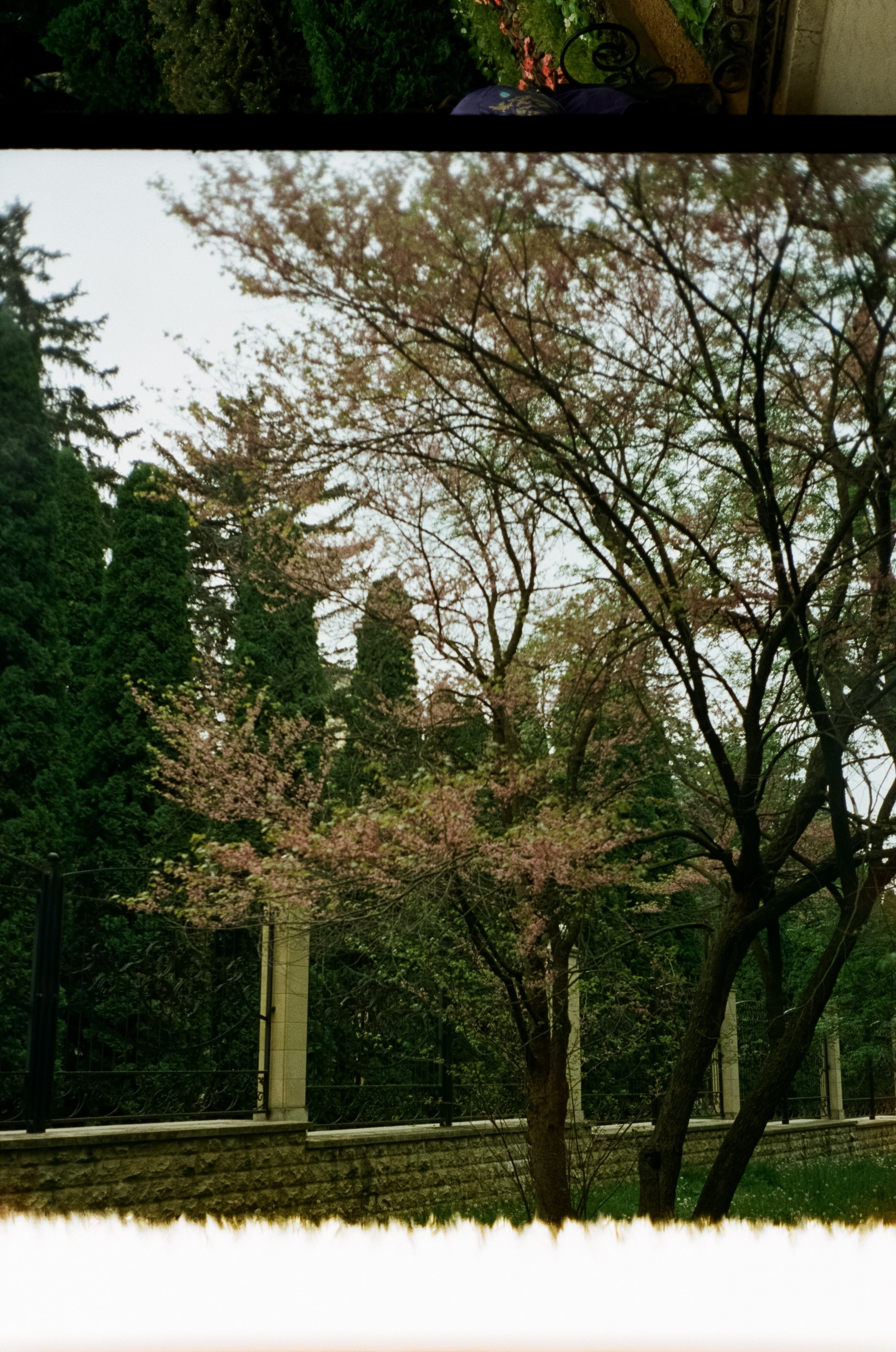 Дача Шаляпина. Прогулка по парку и цветочный календарь 1 мая. Фотограф-документалист Мария Осокина