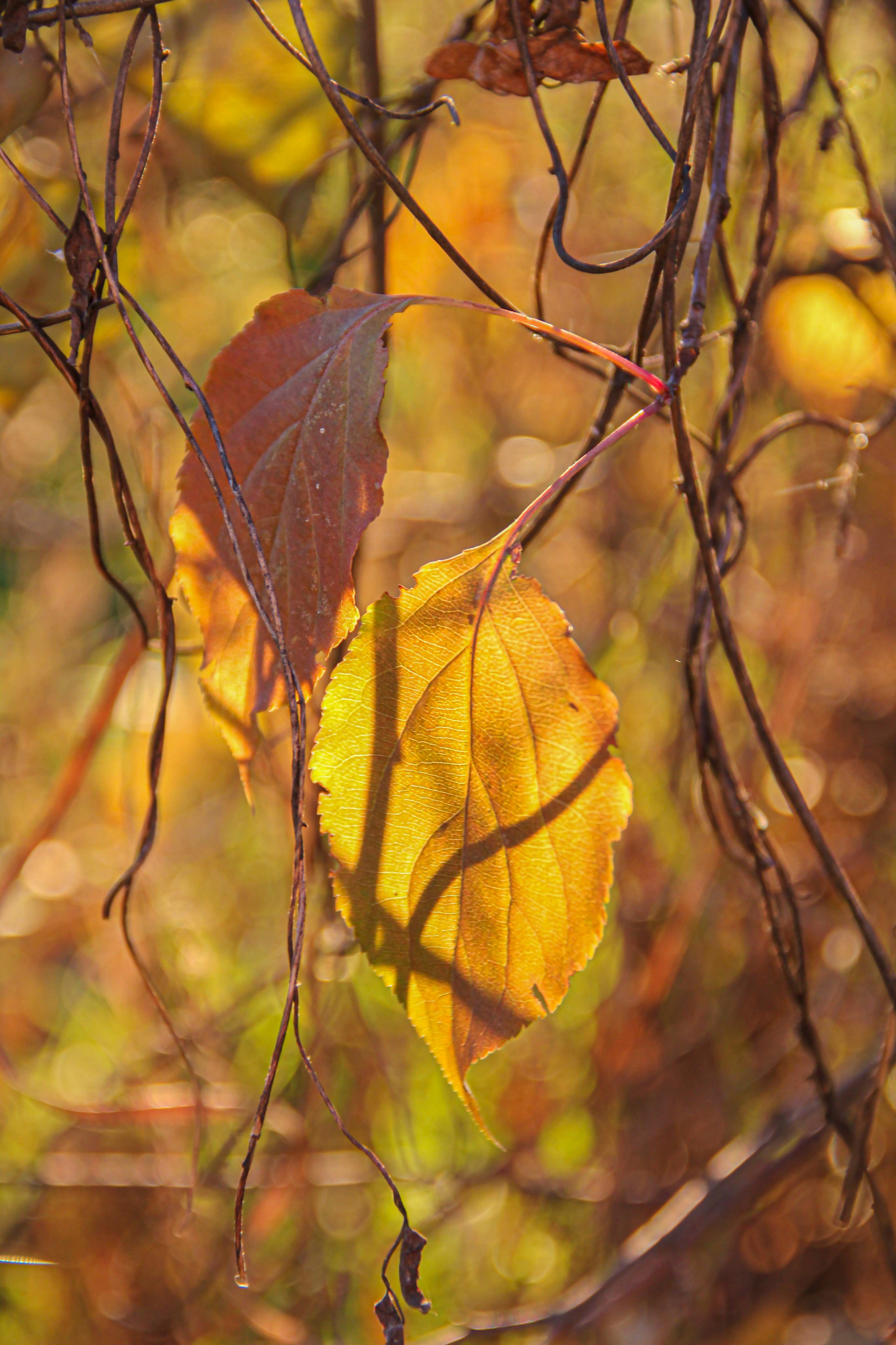 Пища для глаз. Ваш фотограф Северск | Томск