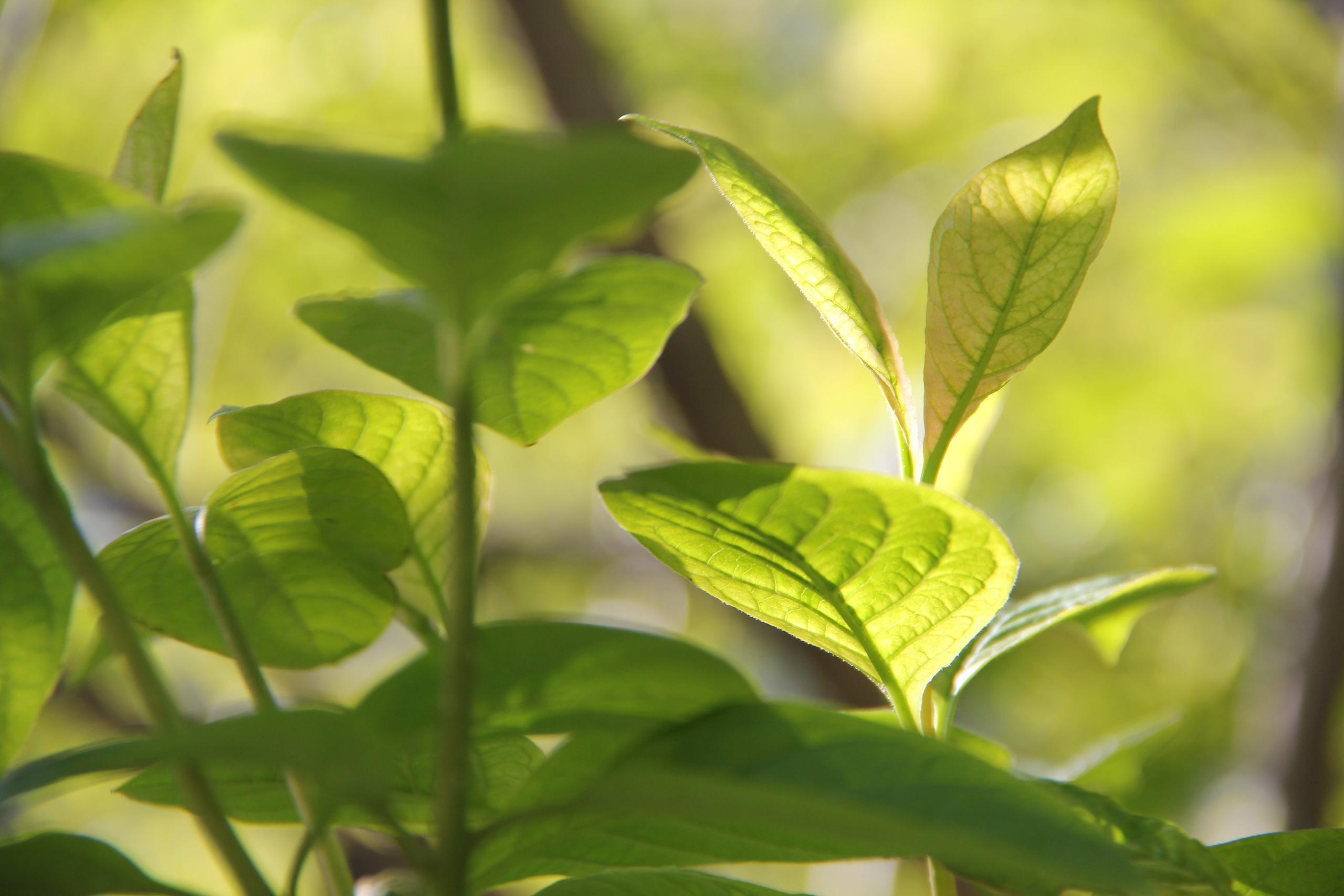 Весна. Ваш фотограф Северск | Томск
