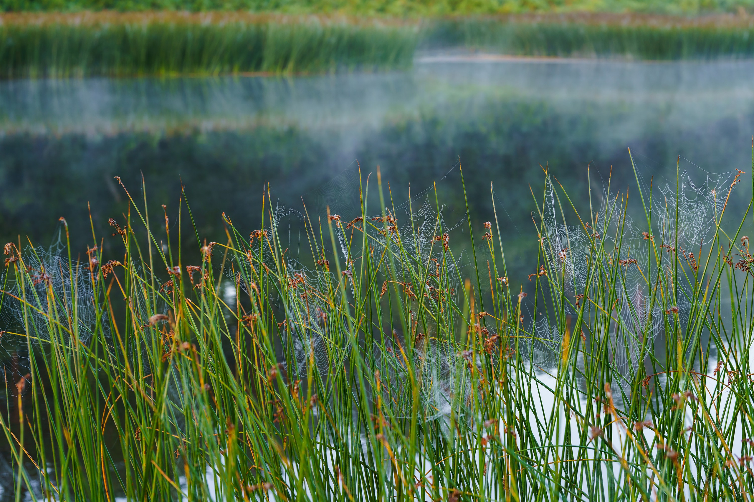 Фотографии Национальный парк Угра. Фотограф спортивные события, недвижимость, турбизнес