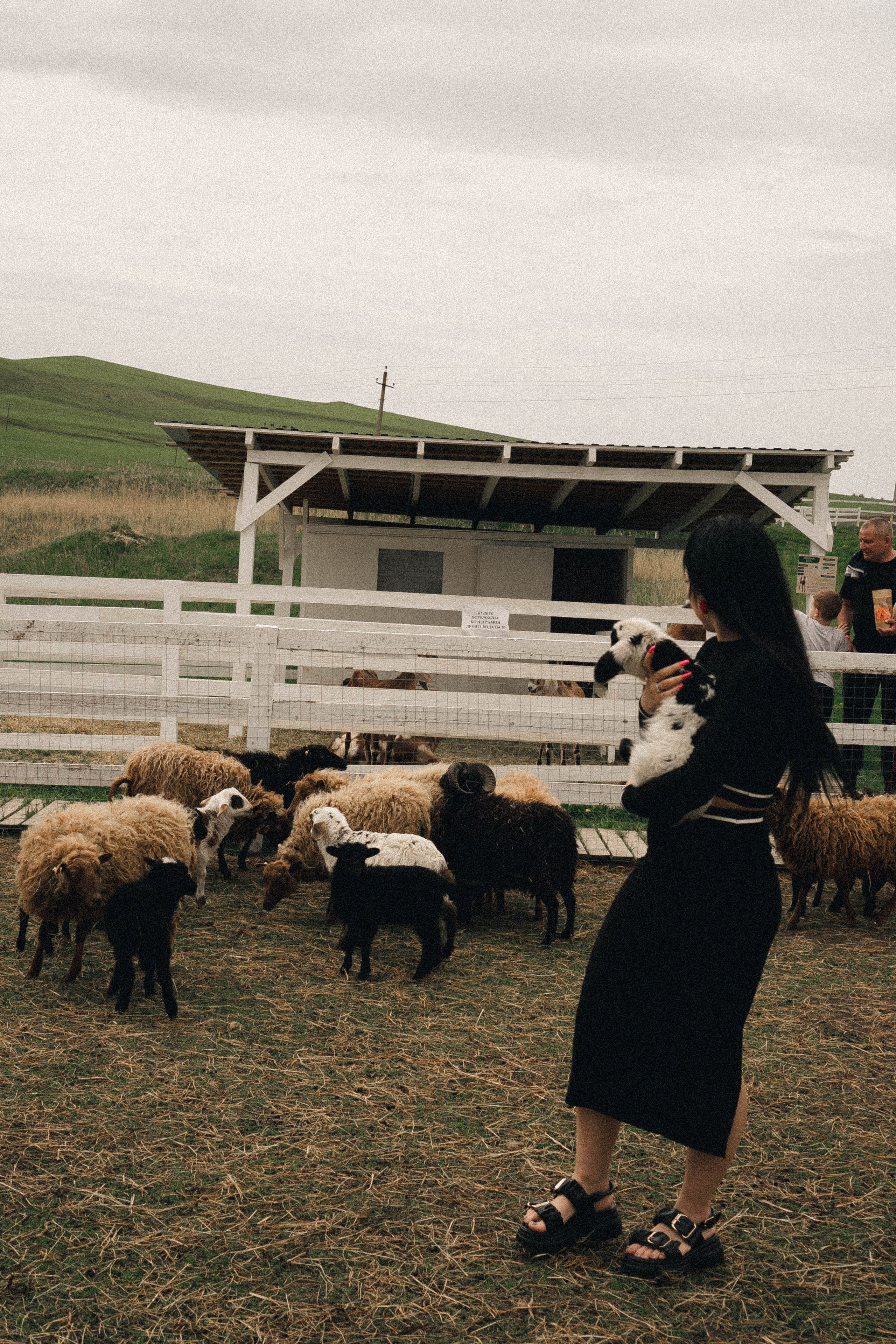 Ферма Альпак. Профессиональный фотограф, Санкт-Петербург — Виктория Богомолова