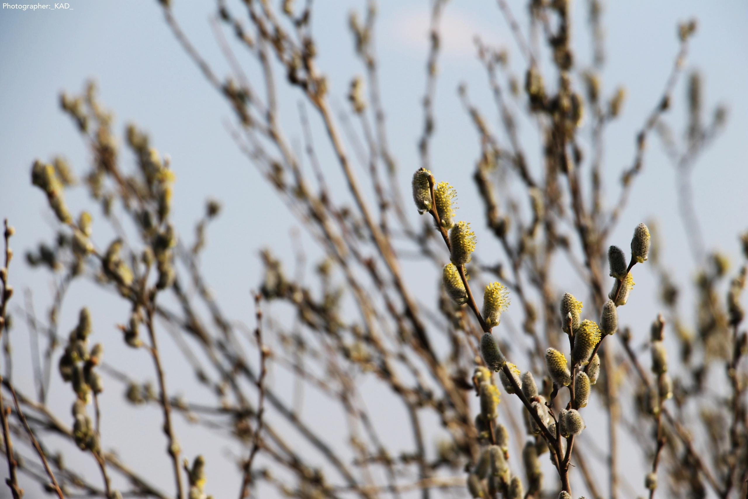 Пейзажи и природа. Photographer K.A.D