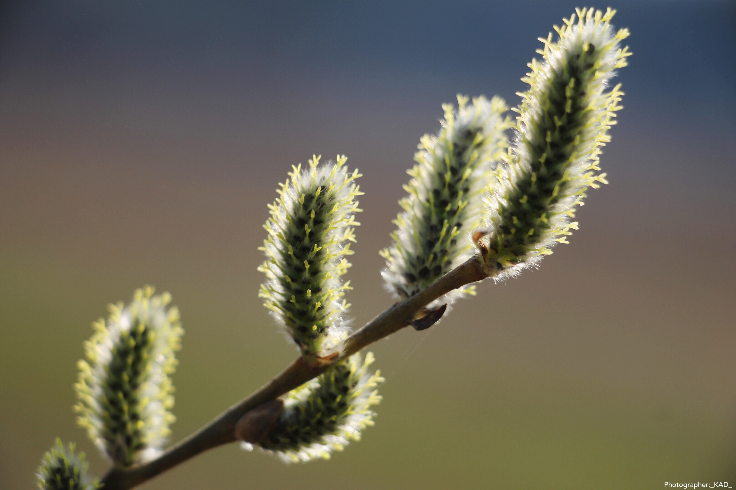 Макросъемка. Photographer K.A.D
