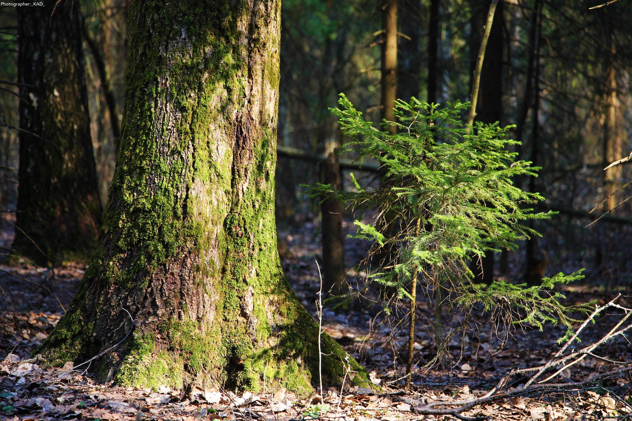 Пейзажи и природа. Photographer K.A.D