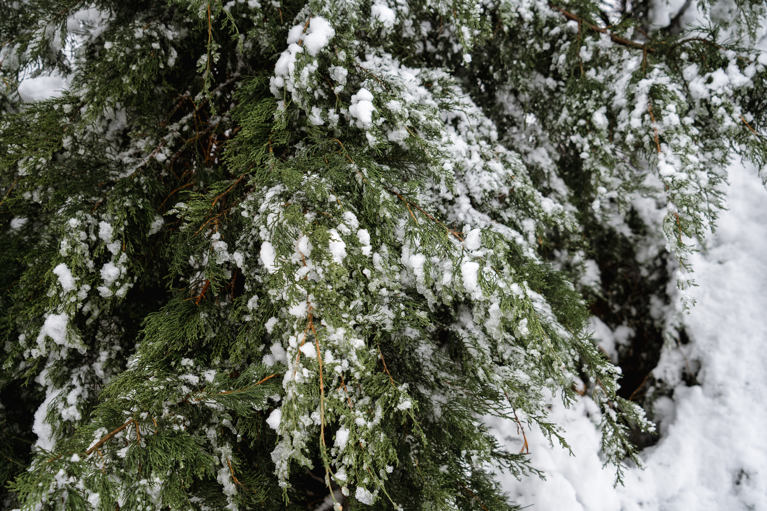 Зима 2024. Свадебный и семейный фотограф/видеограф в Краснодаре Наталья Осинская