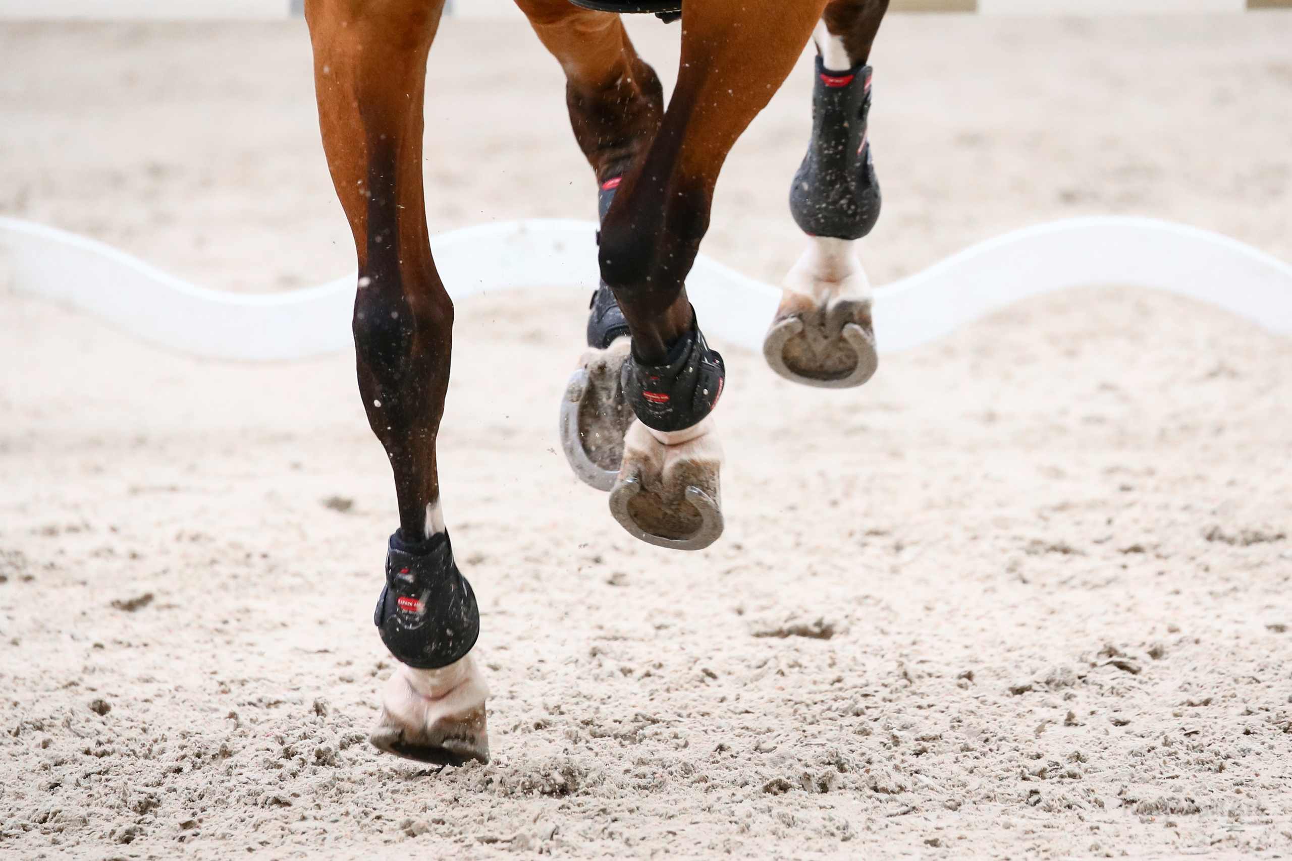 KatymartArt — Equine photography