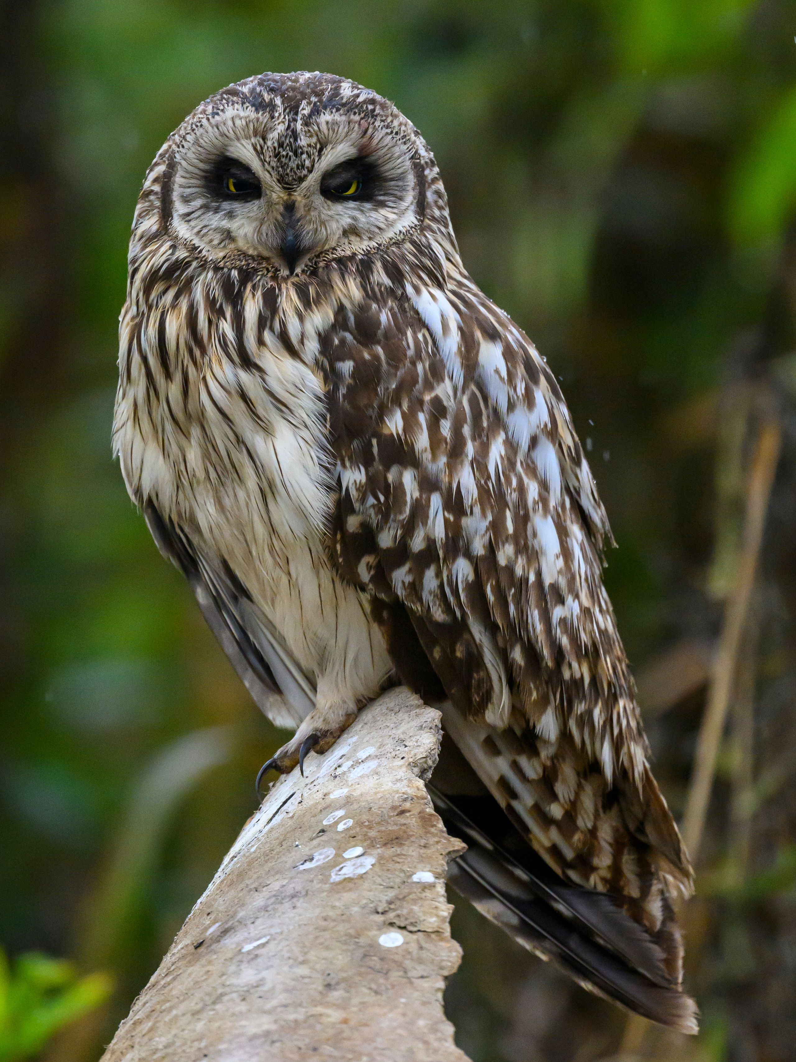 Боевая раскраска охотника. Face Paint of the Hunter. Фотограф Сергей Пупонин