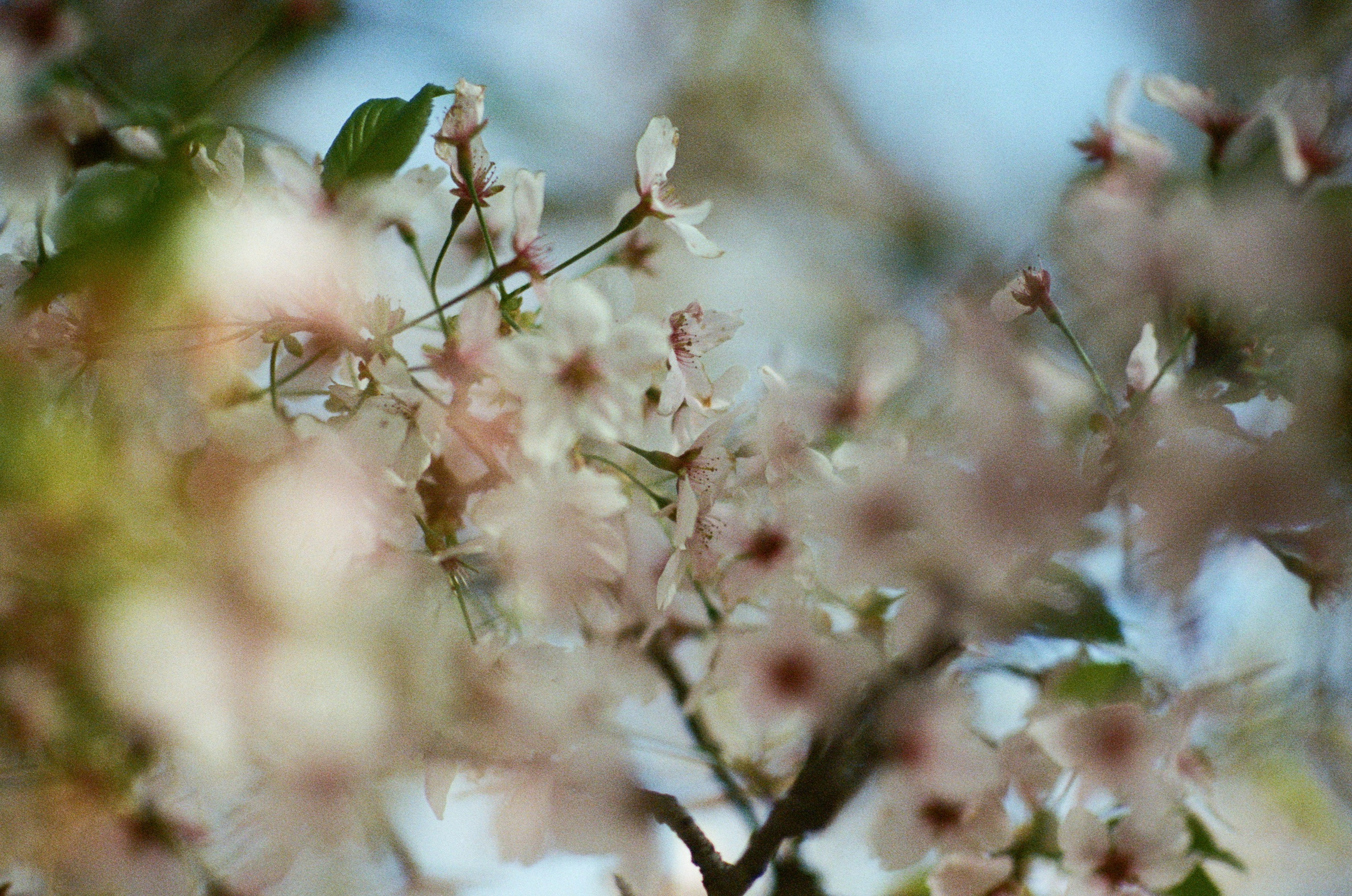 Sakura blues // ukraine, crimea VII. EVER EXPOSED