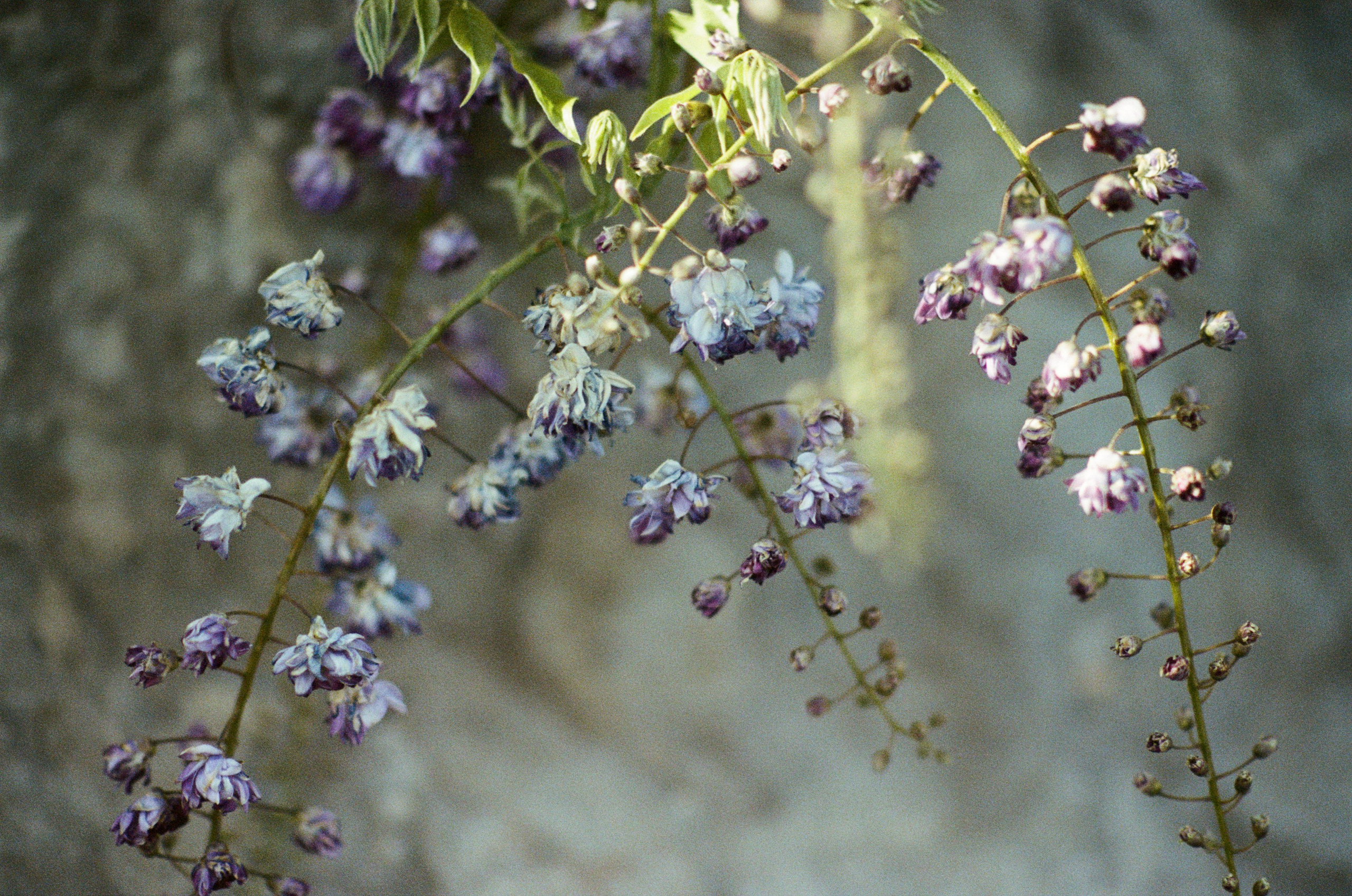 Sakura blues // ukraine, crimea VII. EVER EXPOSED