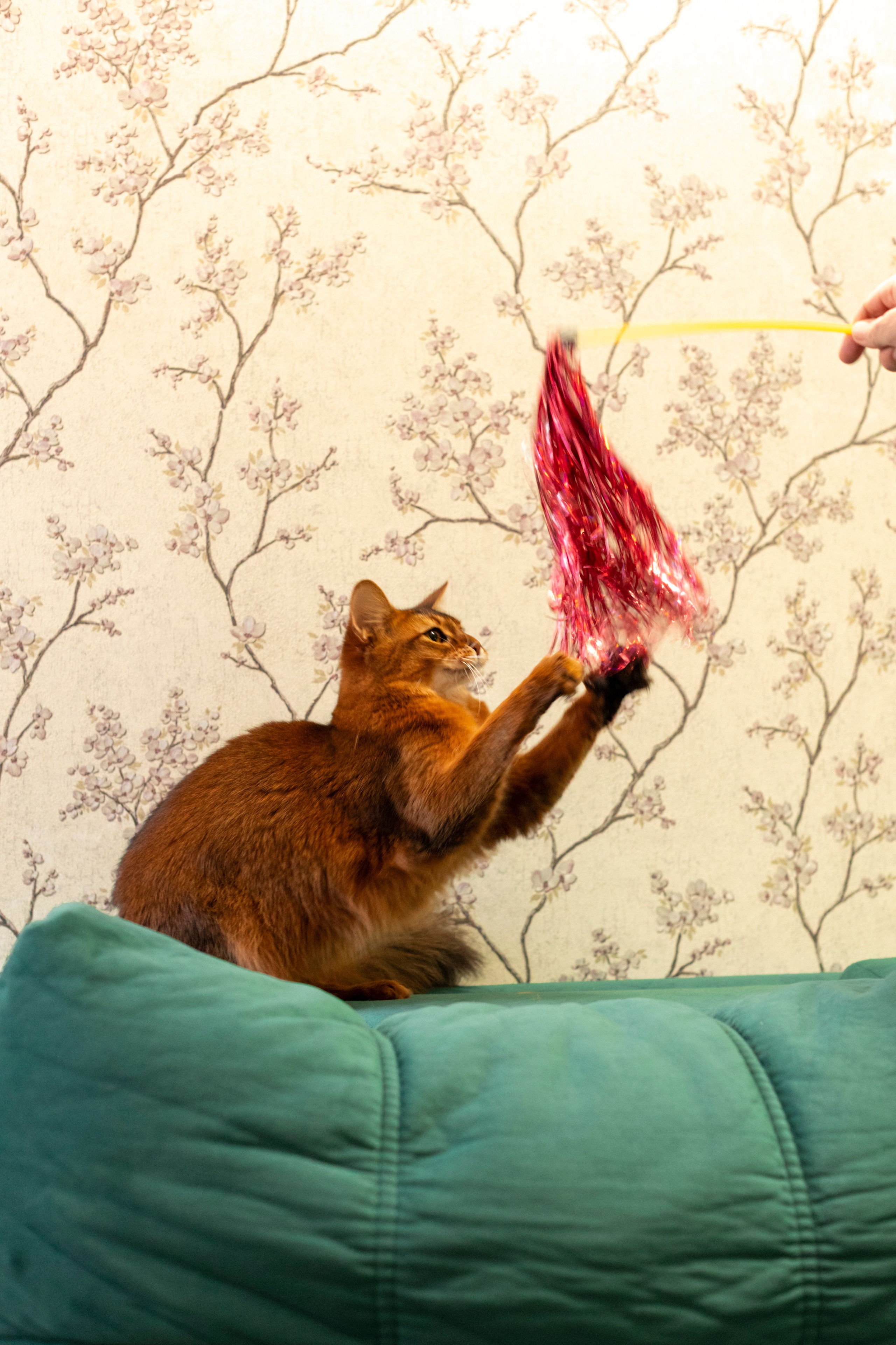 Сомали. Art my Pho