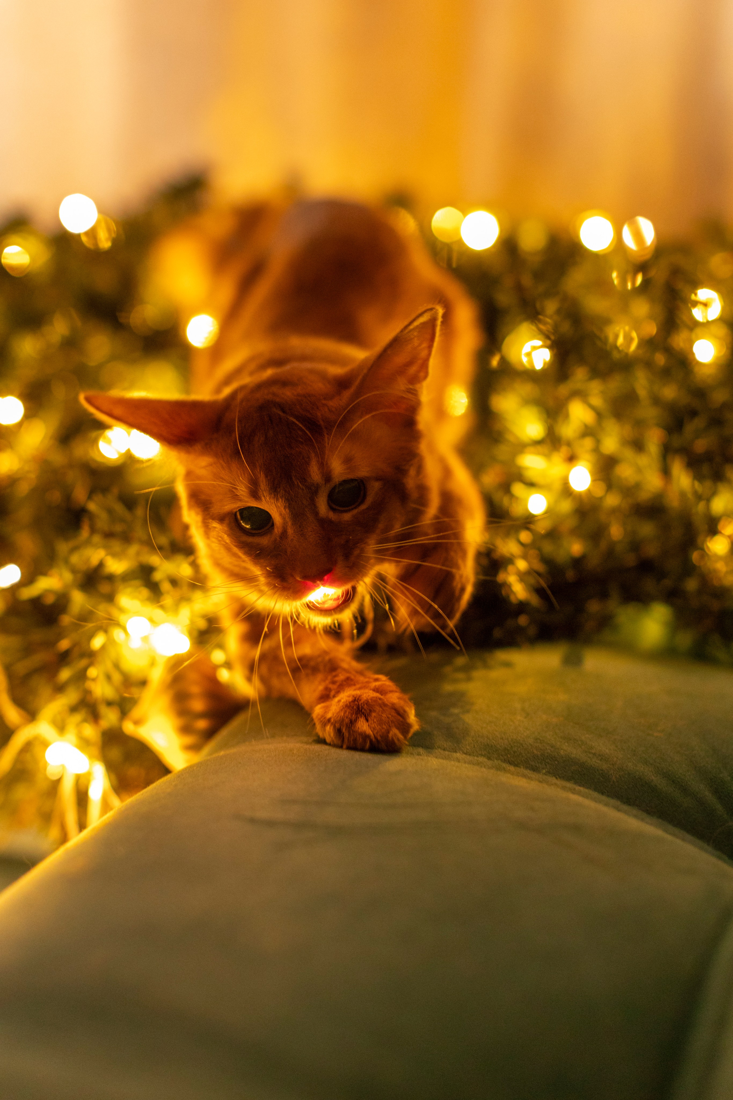 Сомали. Art my Pho