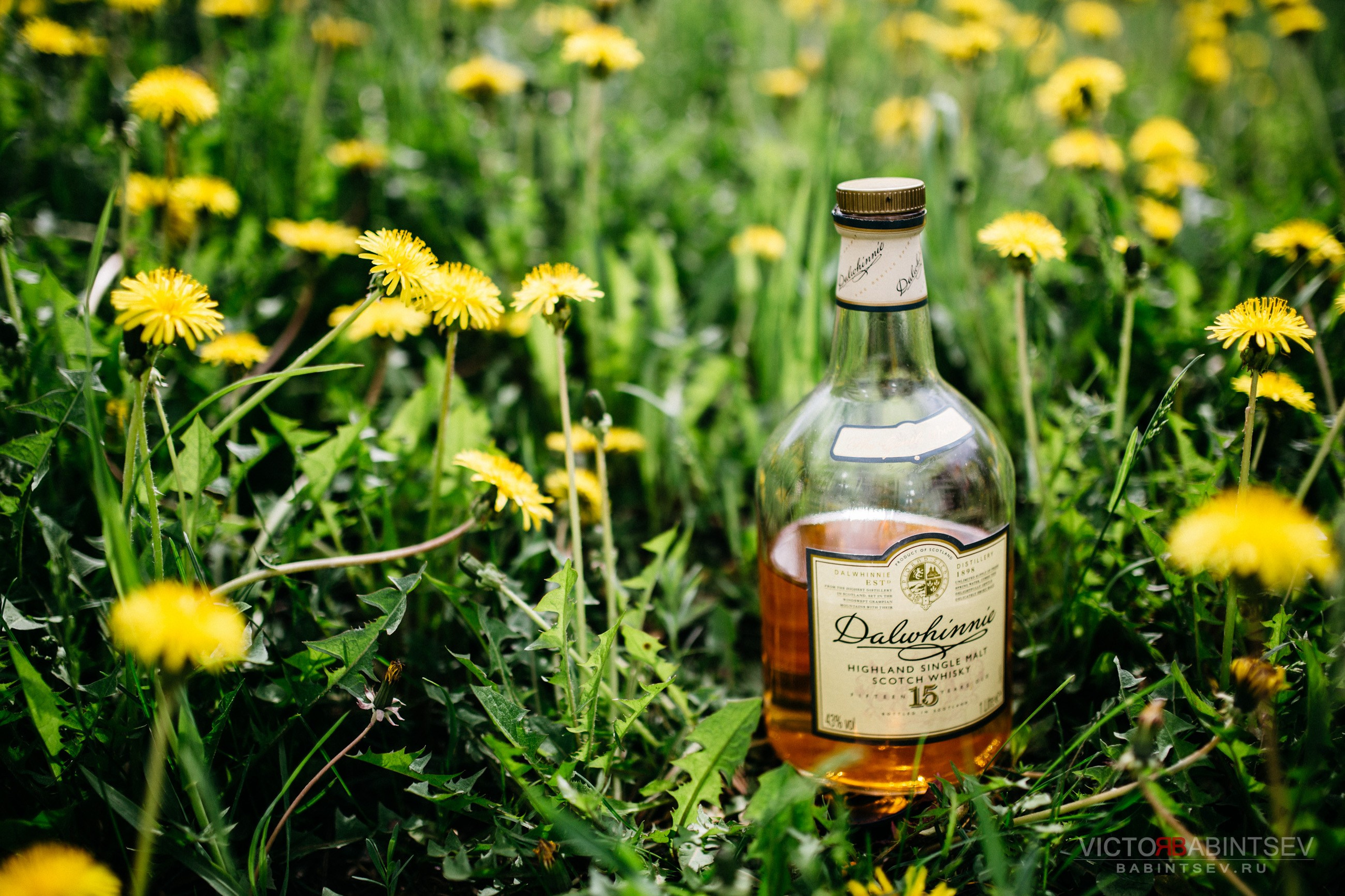 Whisky. Семейный и репортажной фотограф в Красноярске и Москве Виктор Бабинцев