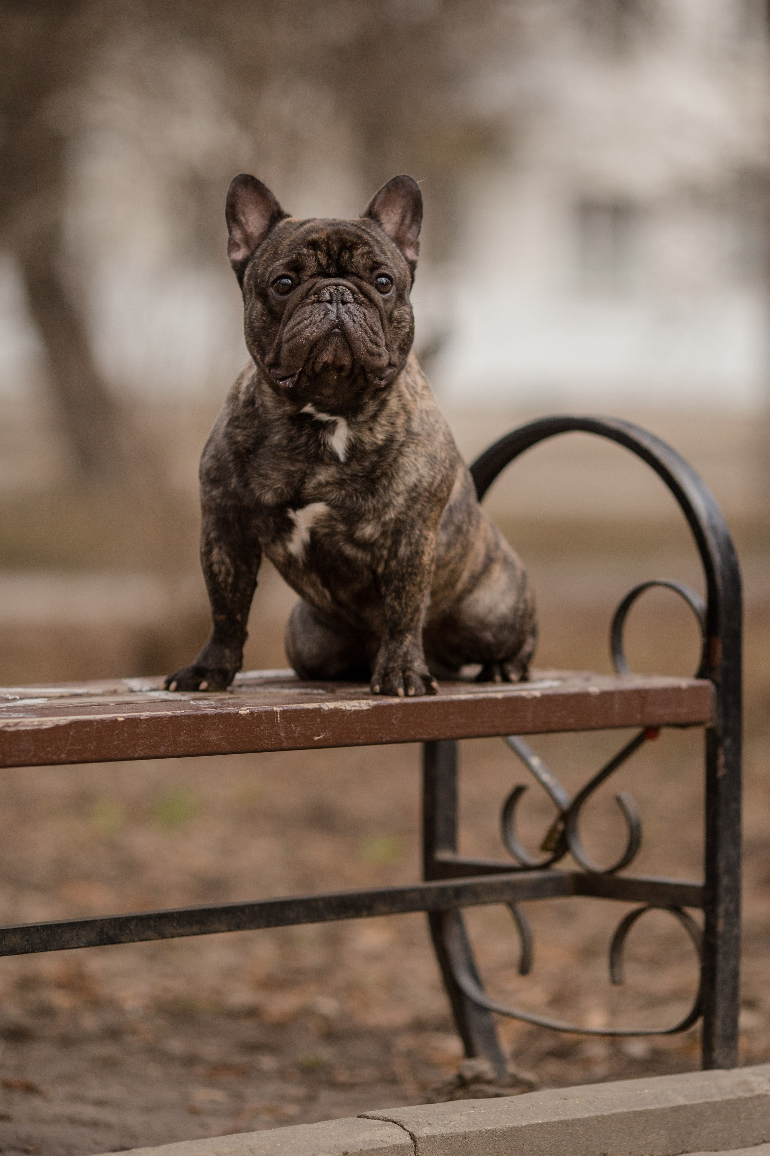 Фото французского бульдога