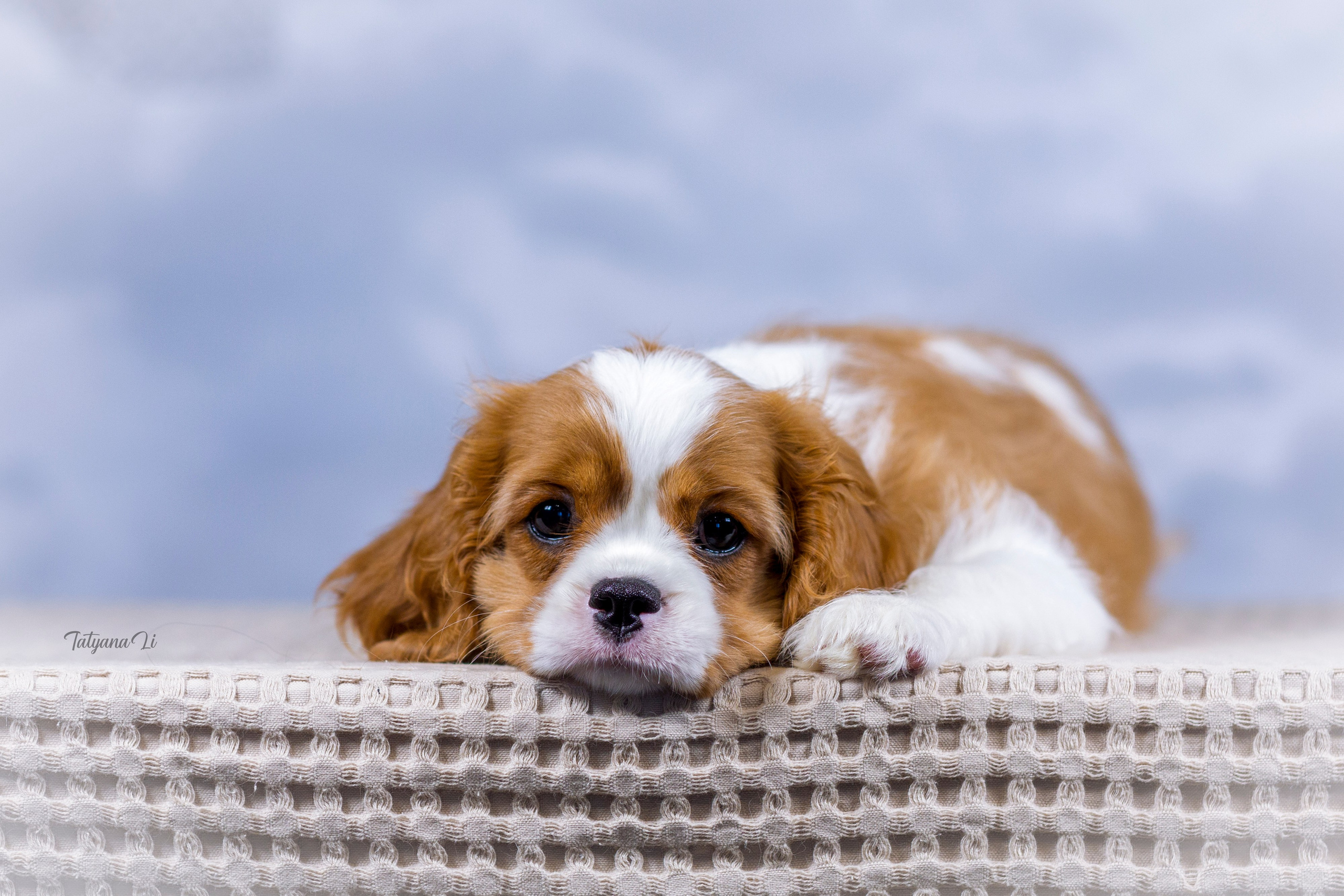 Кавалер-Кинг-Чарльз-Спаниель. Фотограф — анималист Татьяна Ли