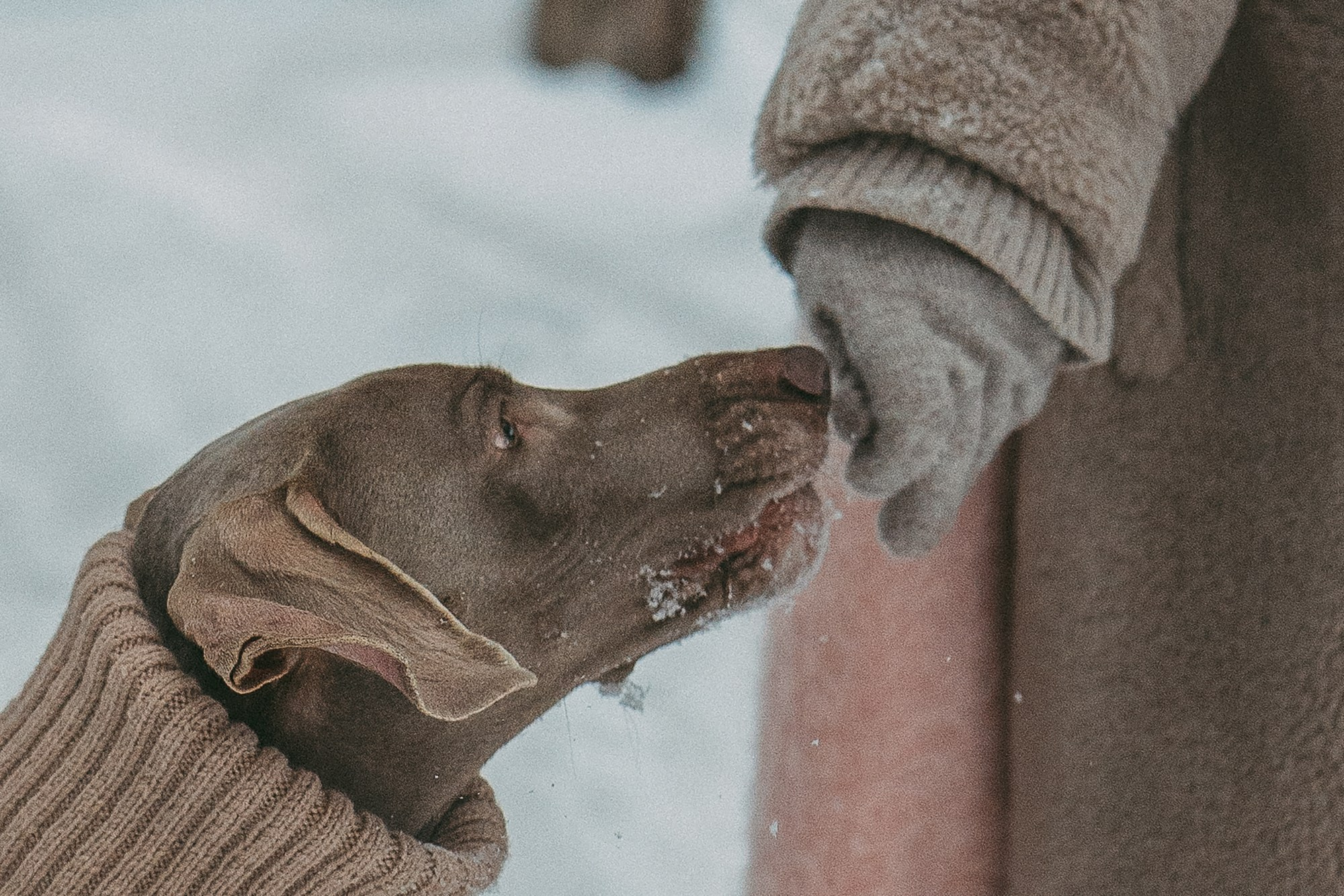 Лена и Фанни. Фотограф анималист в Москве и Санкт-Петербурге Свиридова Анна