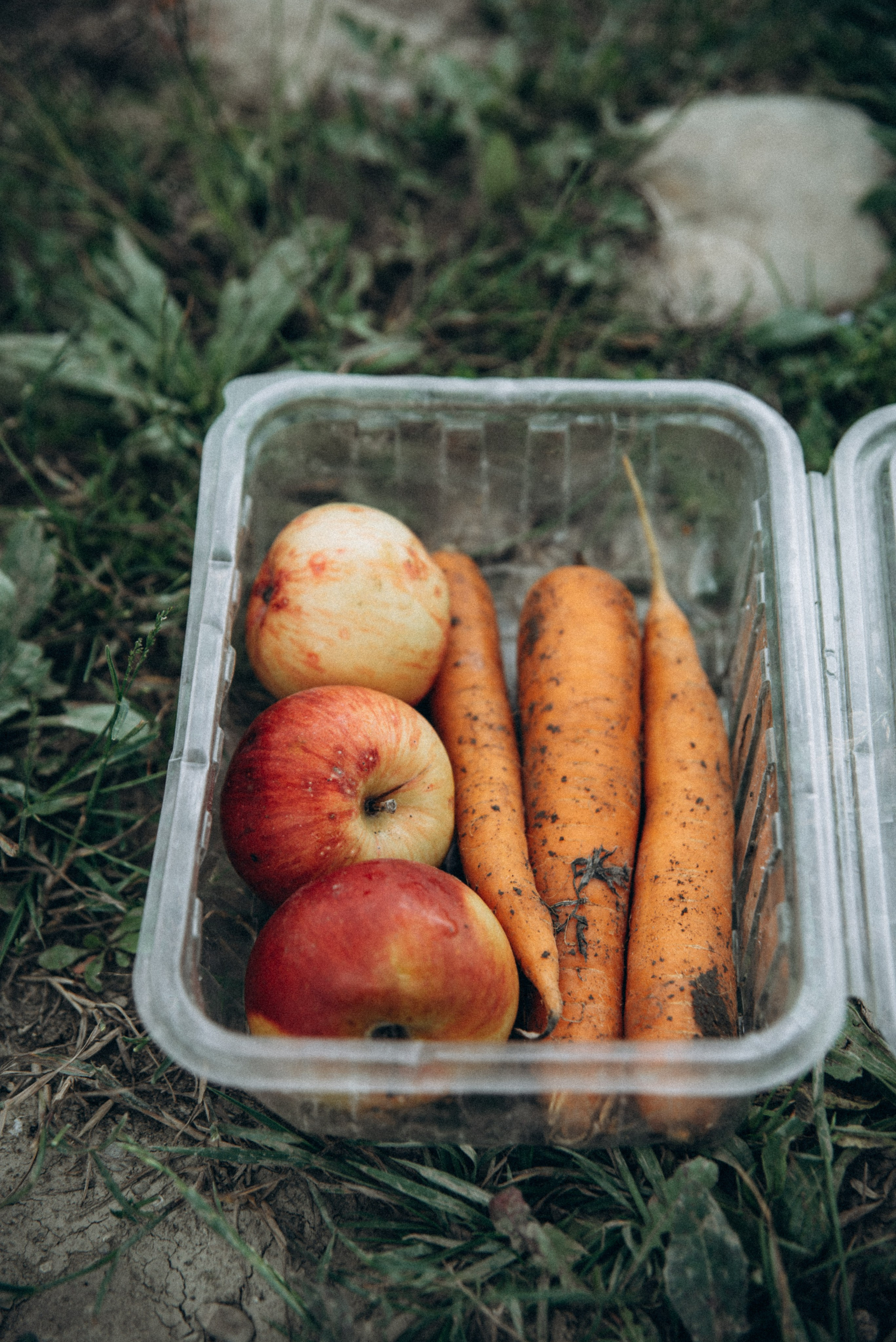 Медвежий приют, Мамкода, Грузия 🇬🇪 «Honey Trip». Anita_photo