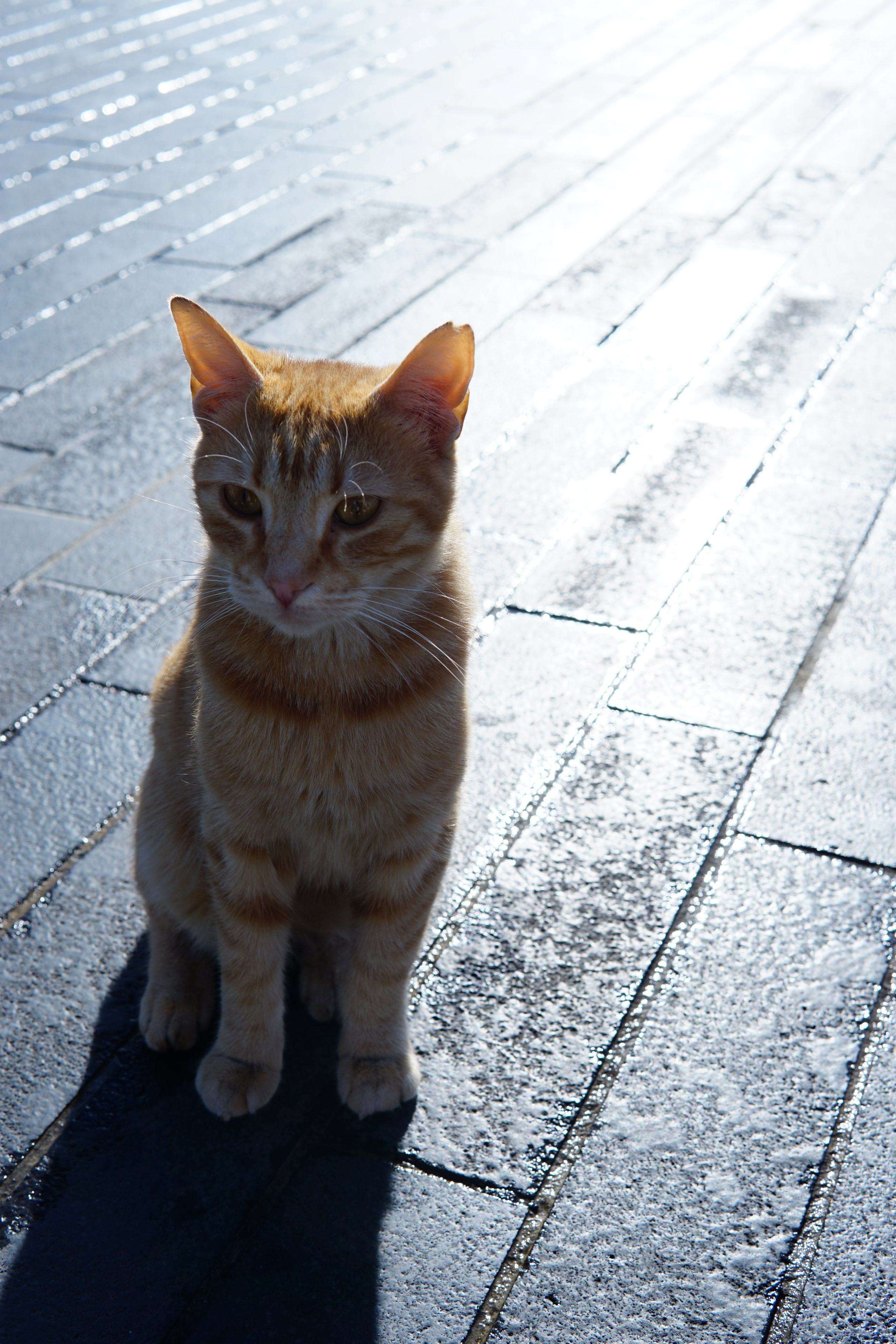 Стамбул. Фотограф в Москве Юлия Першина