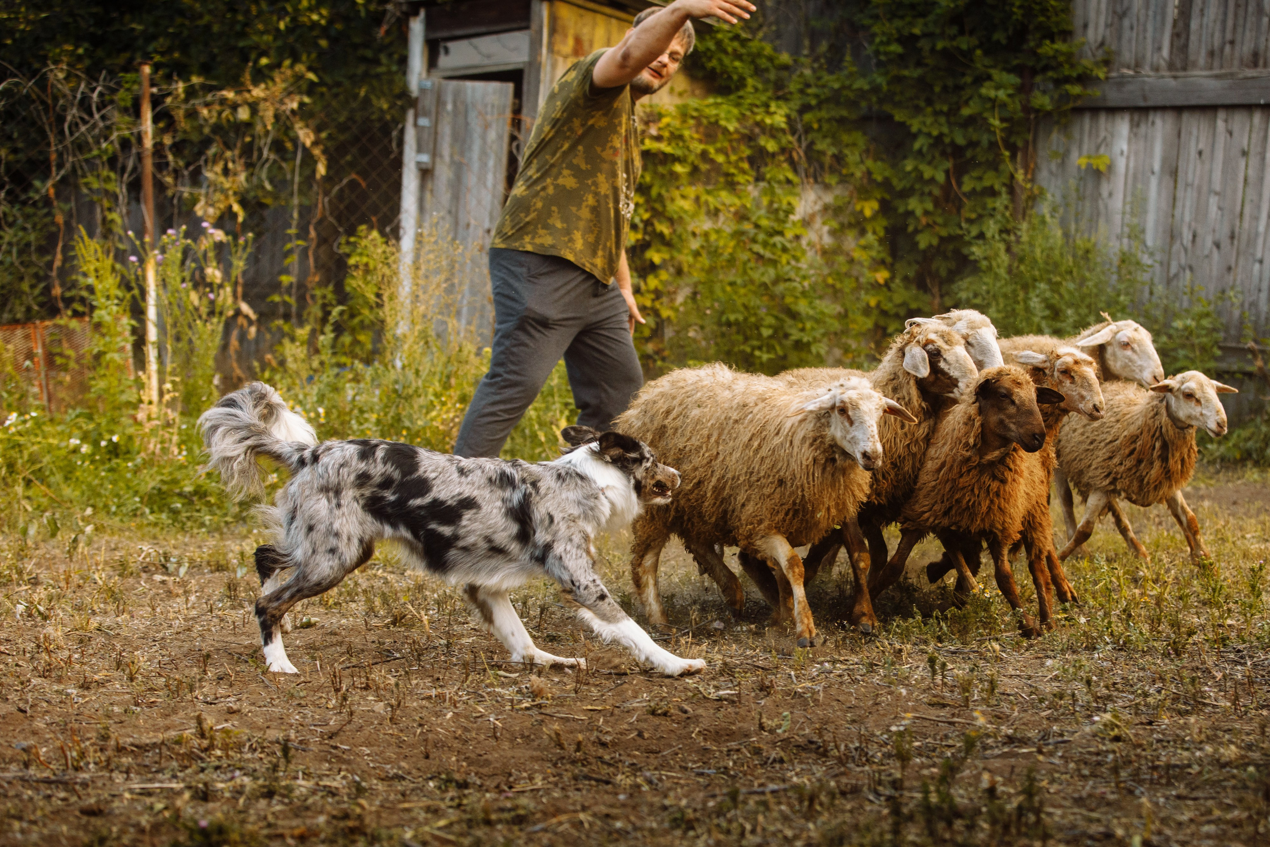 Овечий день. О нас