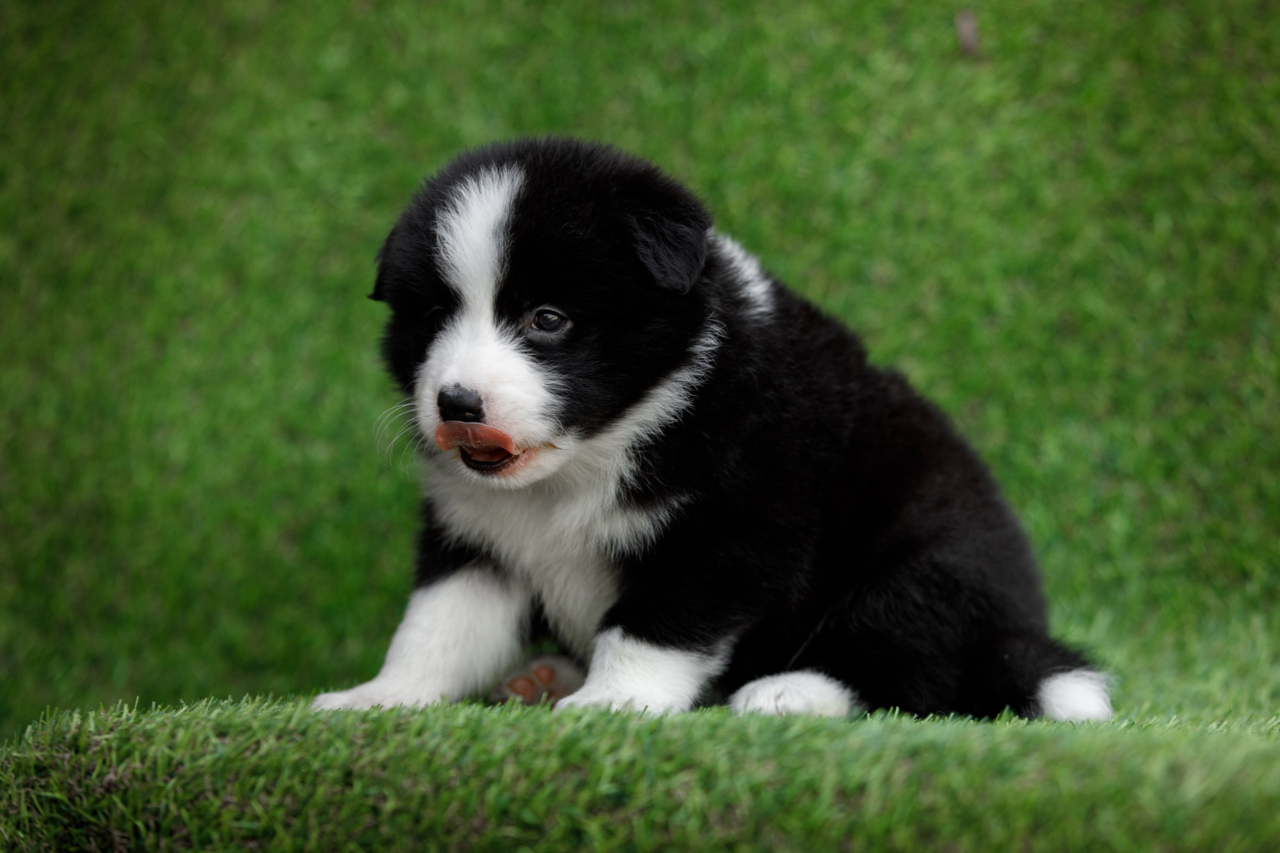 Смешарики. О нас