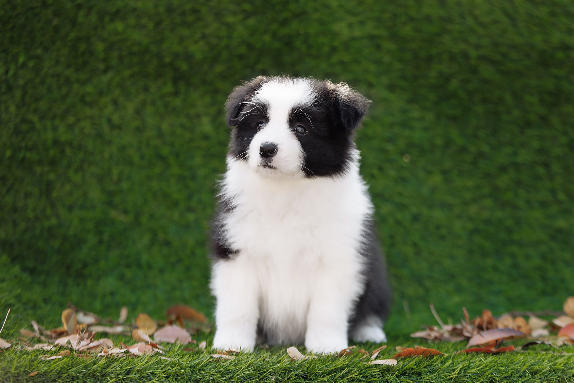 Новый лист. О нас