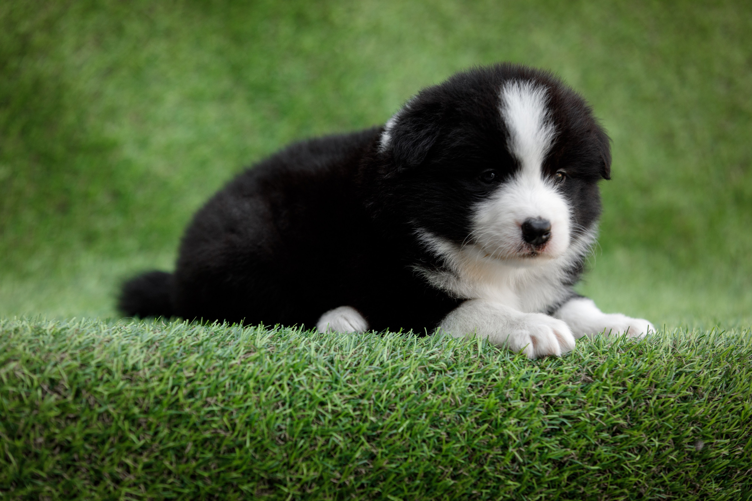 Смешарики. О нас