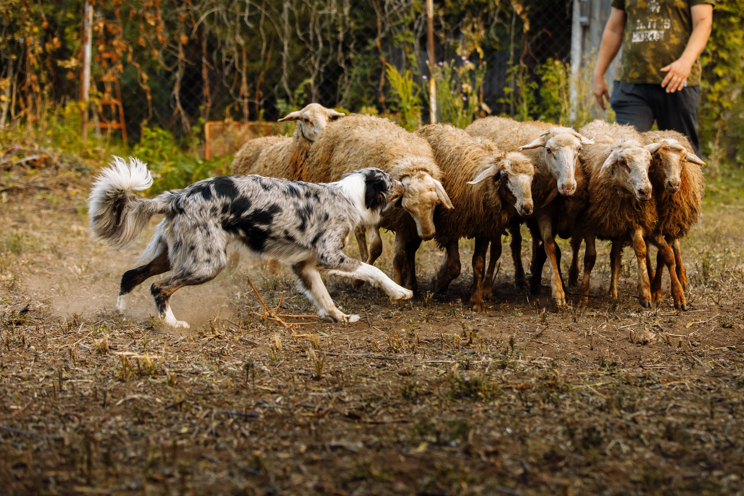 Овечий день. О нас
