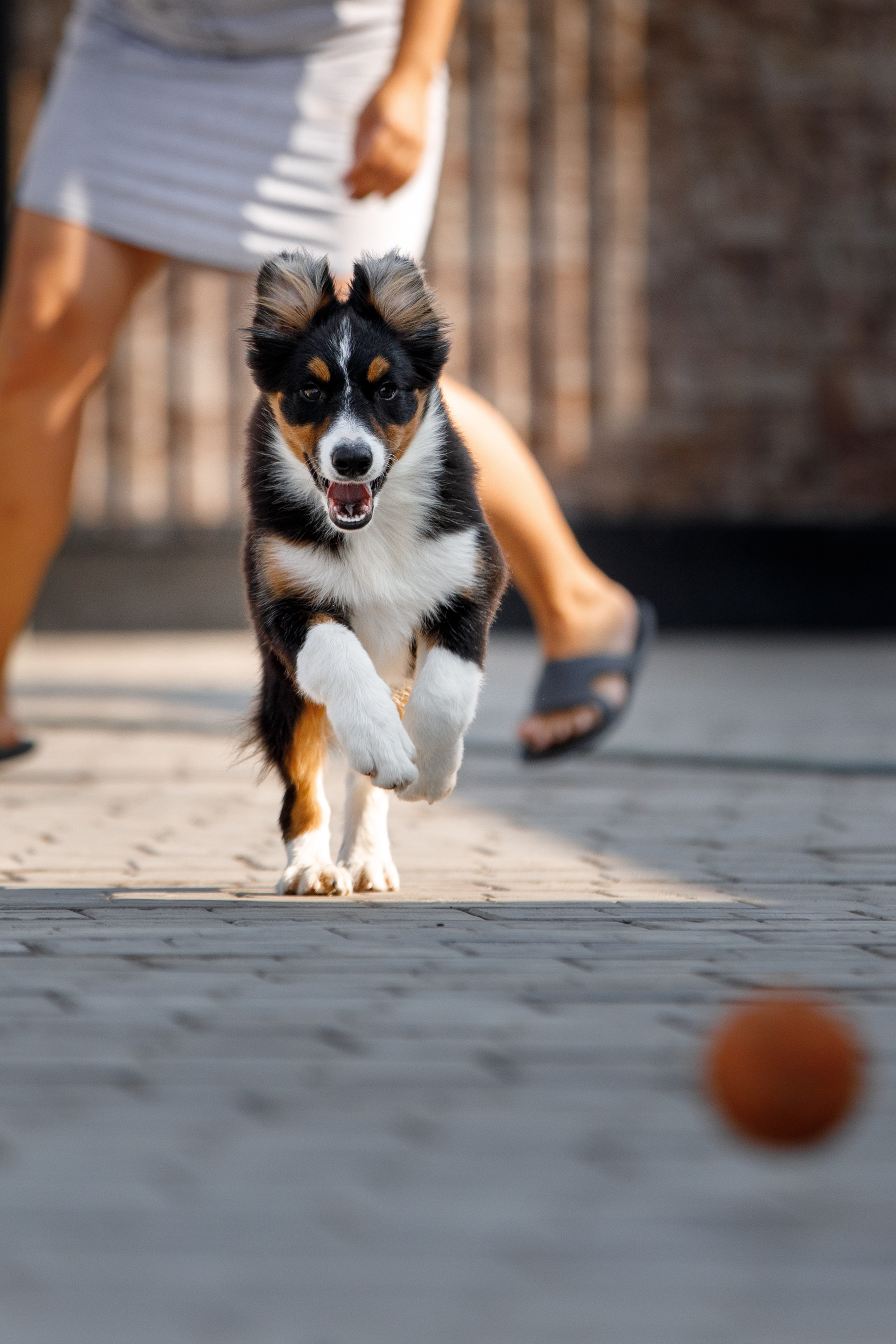 Смешарики. О нас