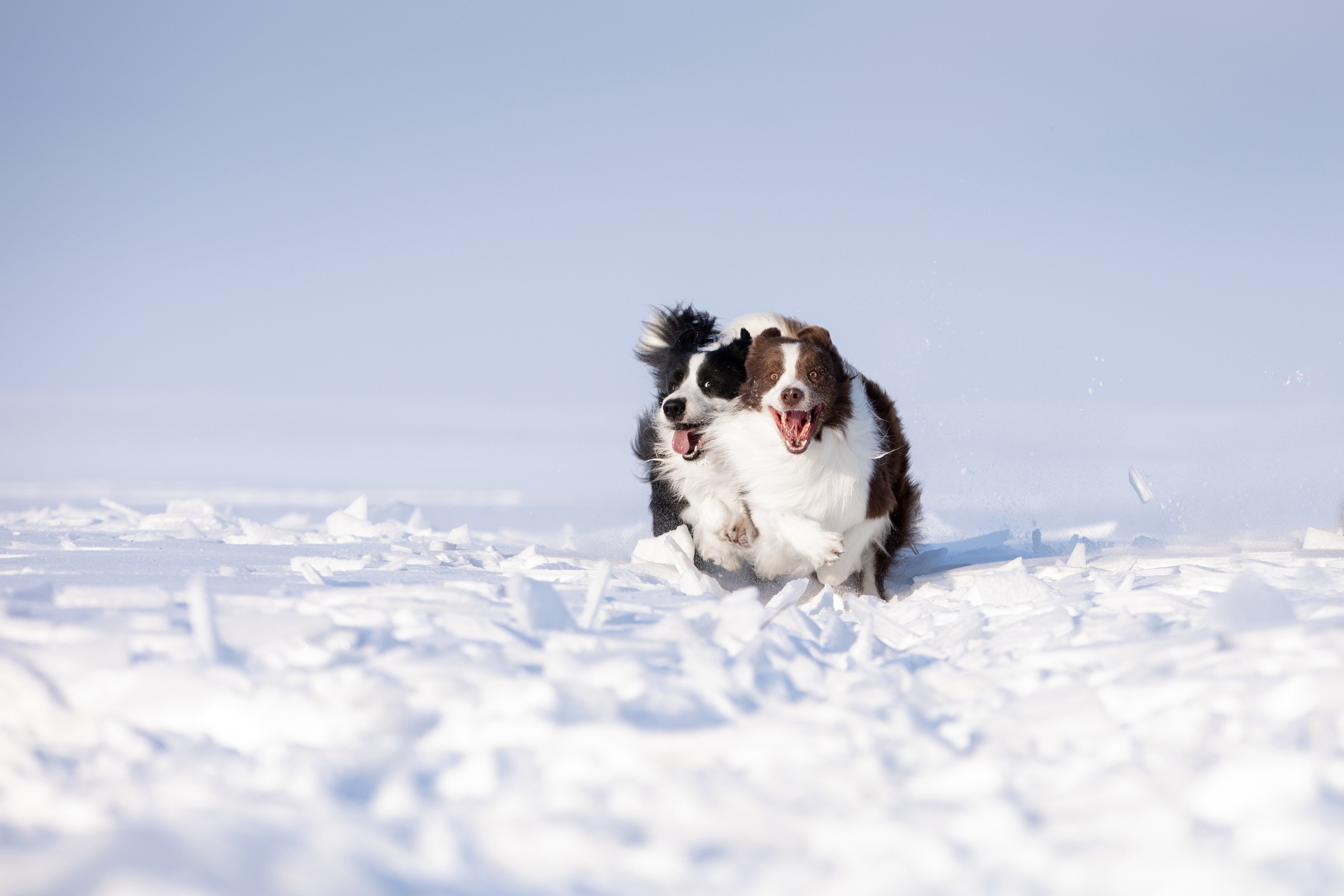 Мороз и солнце. О нас