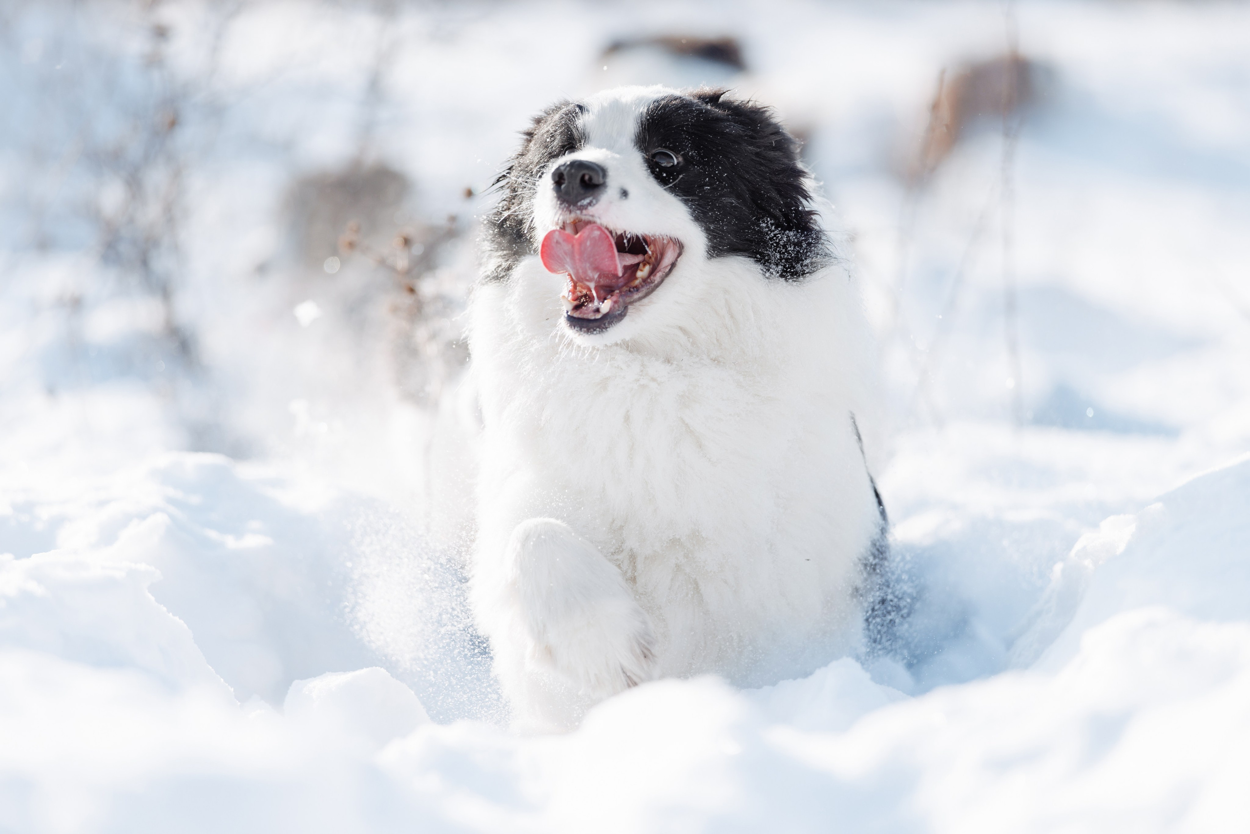 Яркий январь. О нас