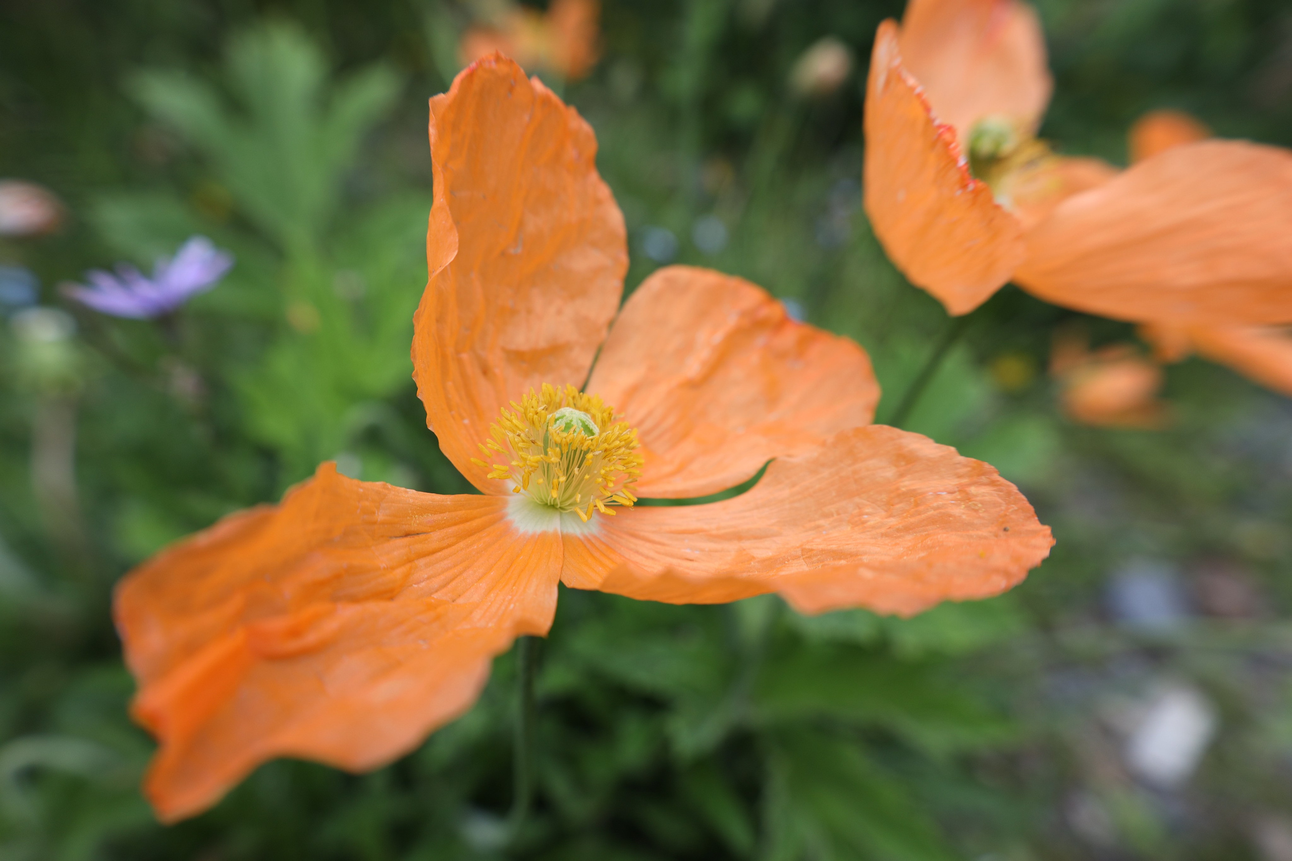 Северная Осетия июль 2025 год. Кармадон, Даргивз и Цей. Семейный детский фотограф Краснодарский край Оксана Колос