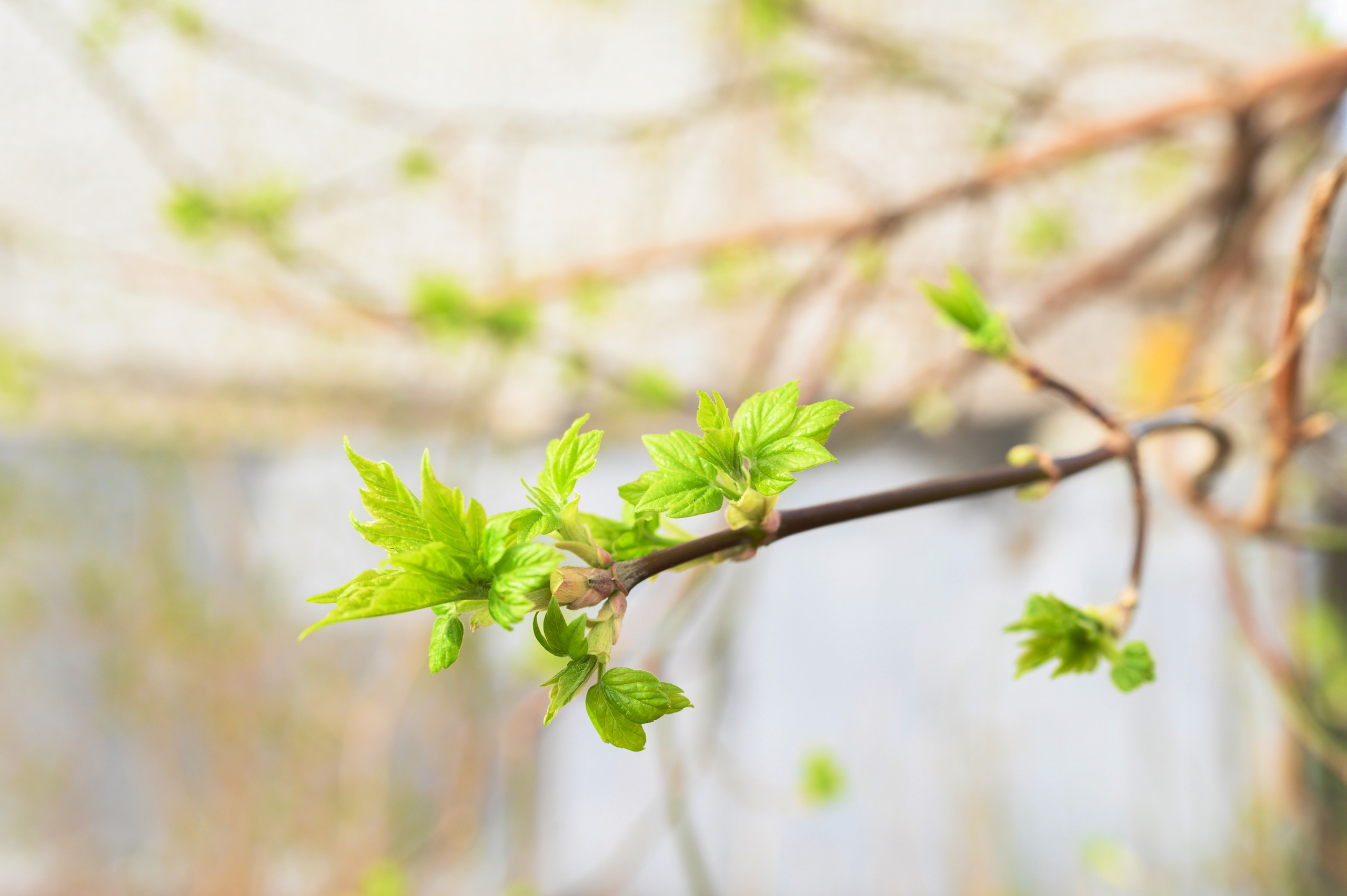 Молодая листва. Анна Боровикова, фотограф Пушкино